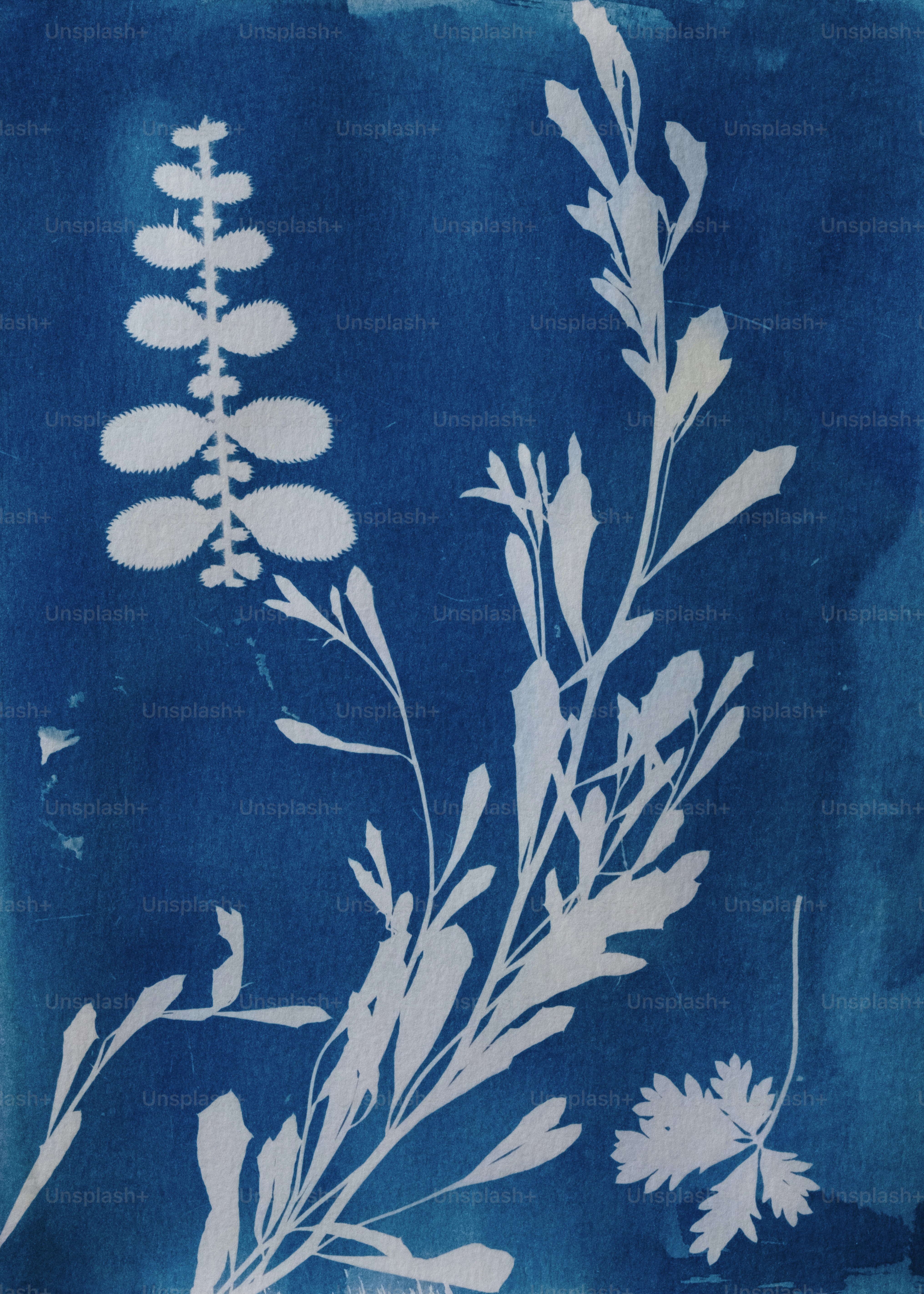 Fotogramma floreale su sfondo blu.