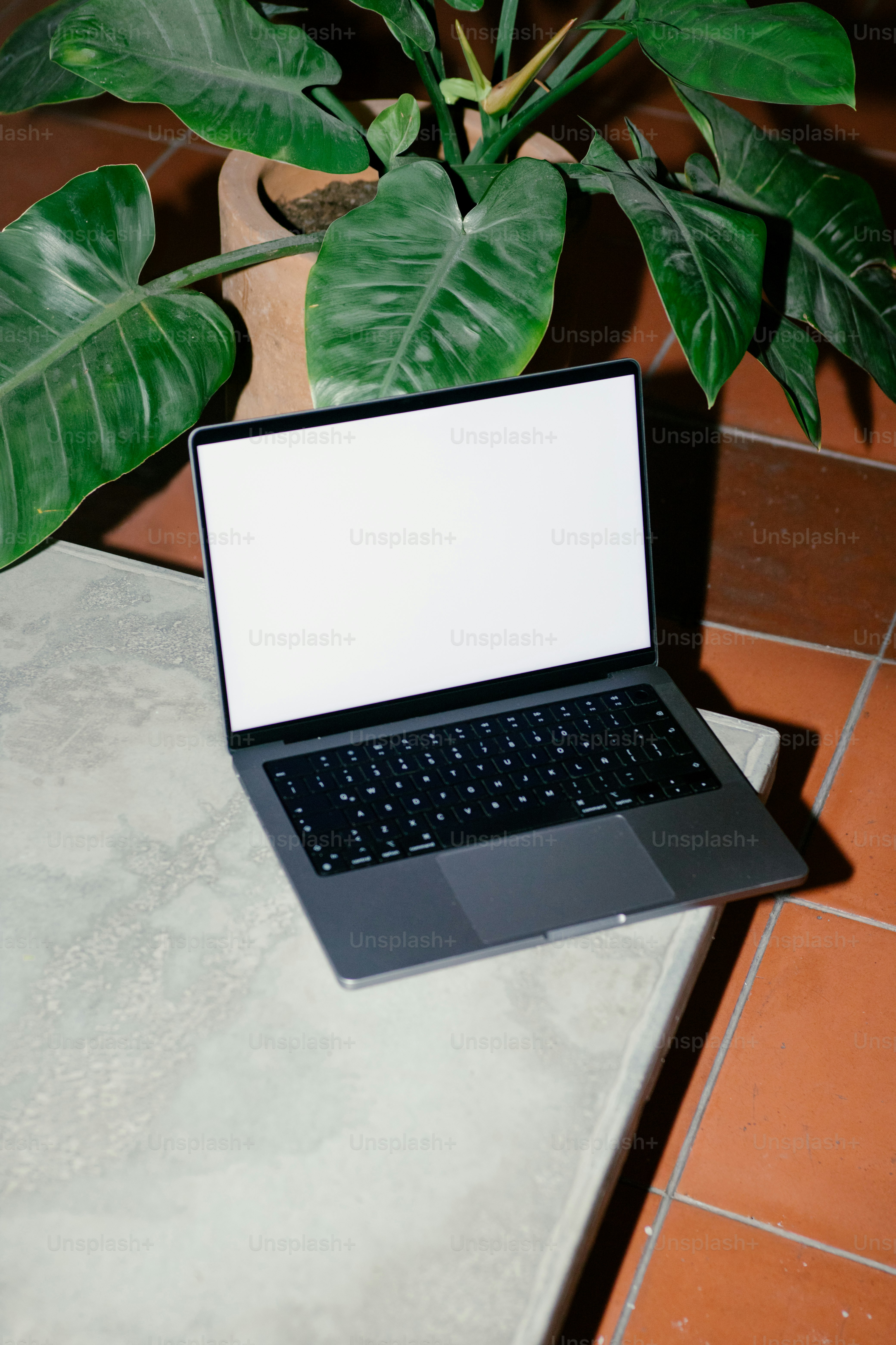 Un ordinateur portable est ouvert près d’une grande plante feuillue