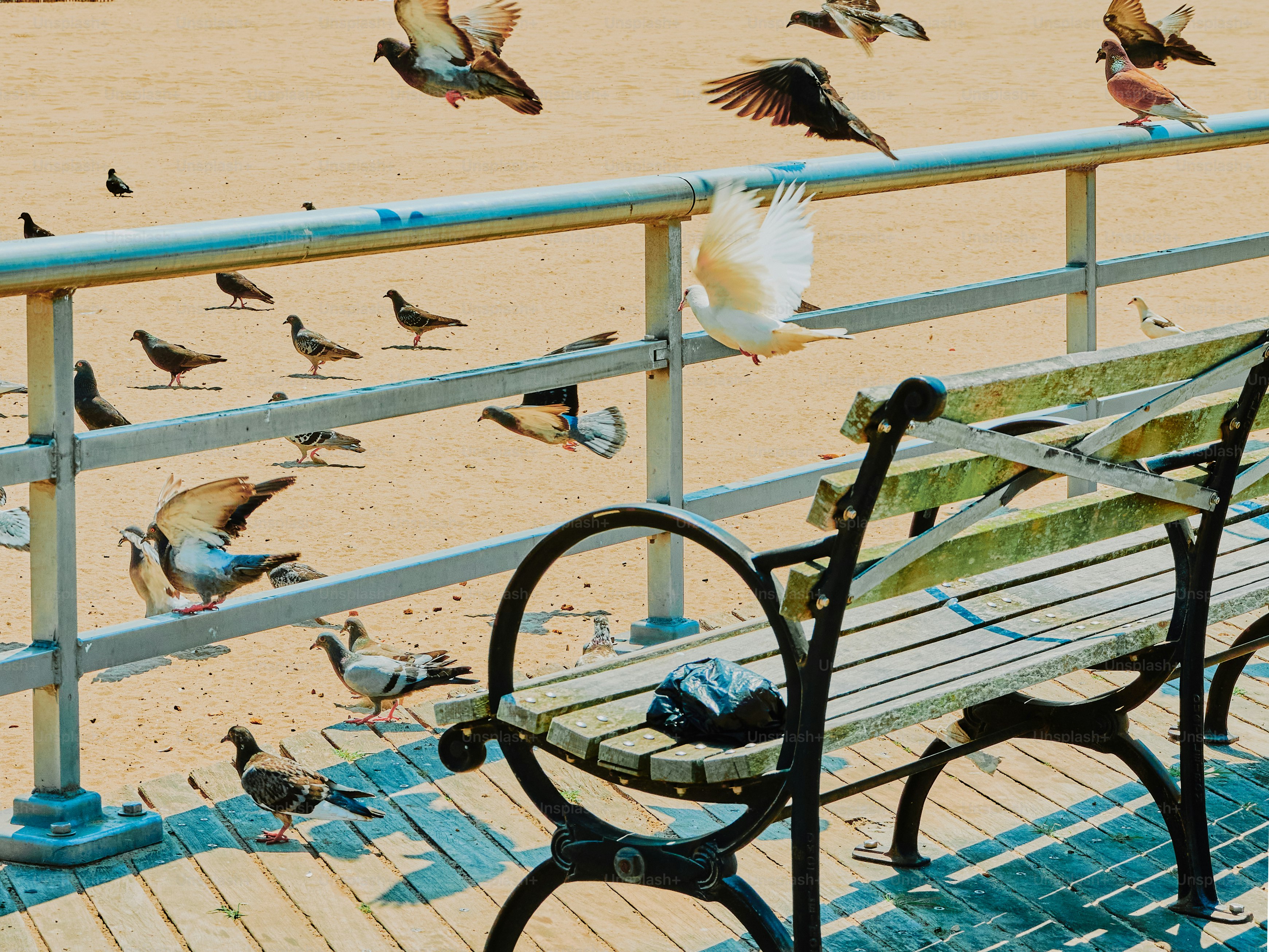 Pigeons flock near a bench at the beach.
