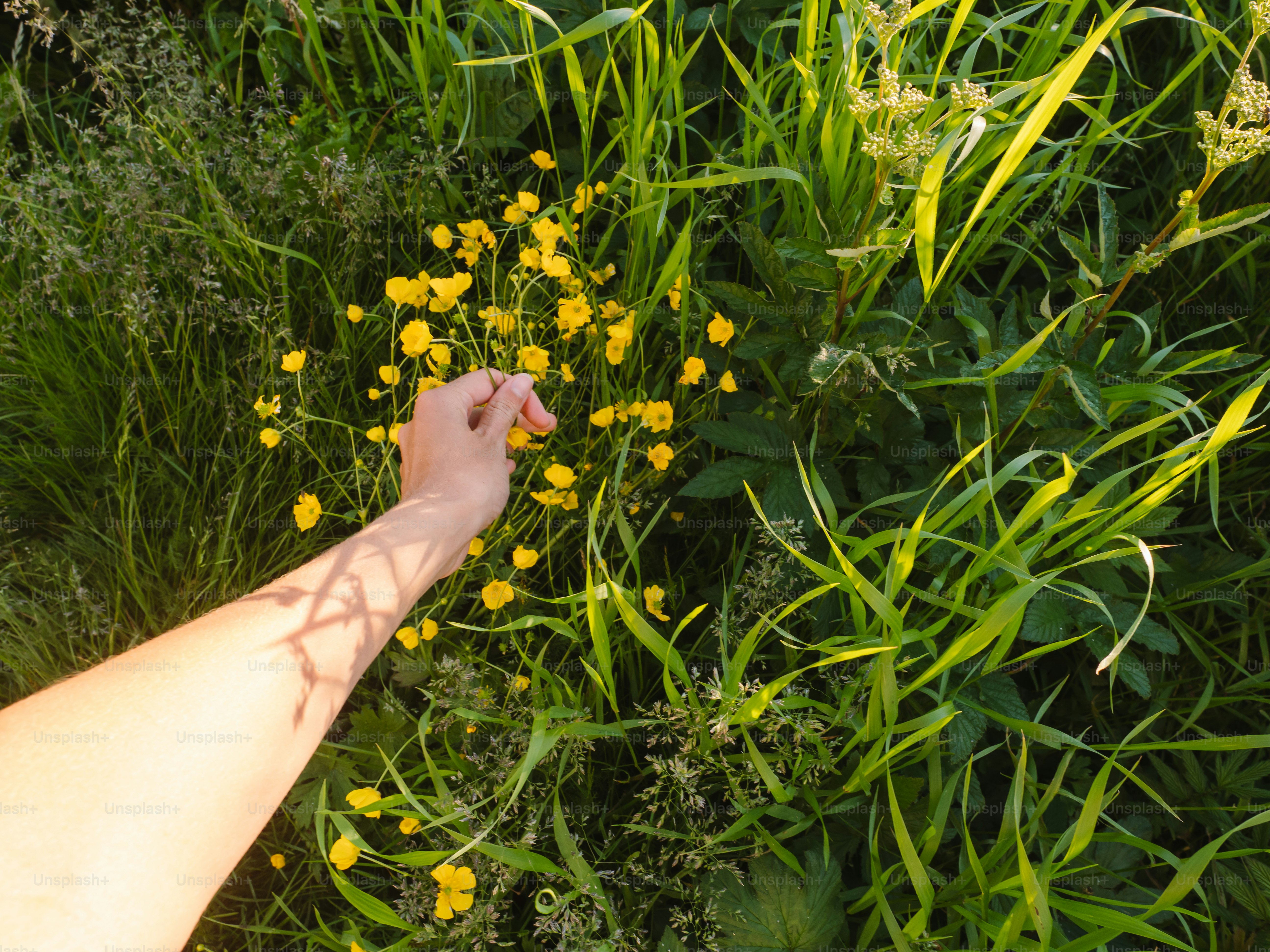 A hand reaches for yellow wildflowers in tall grass.