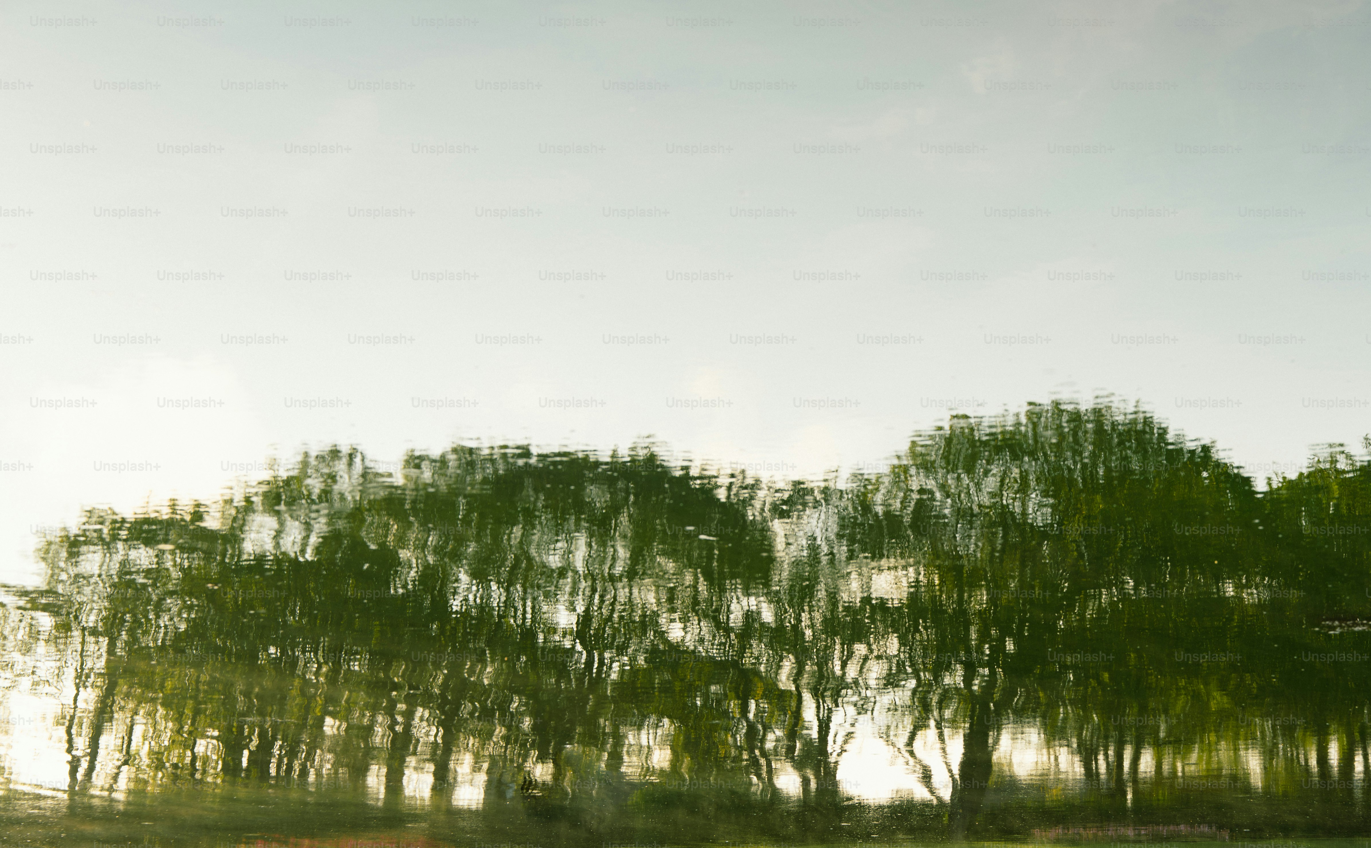 Trees are reflected on a body of water.