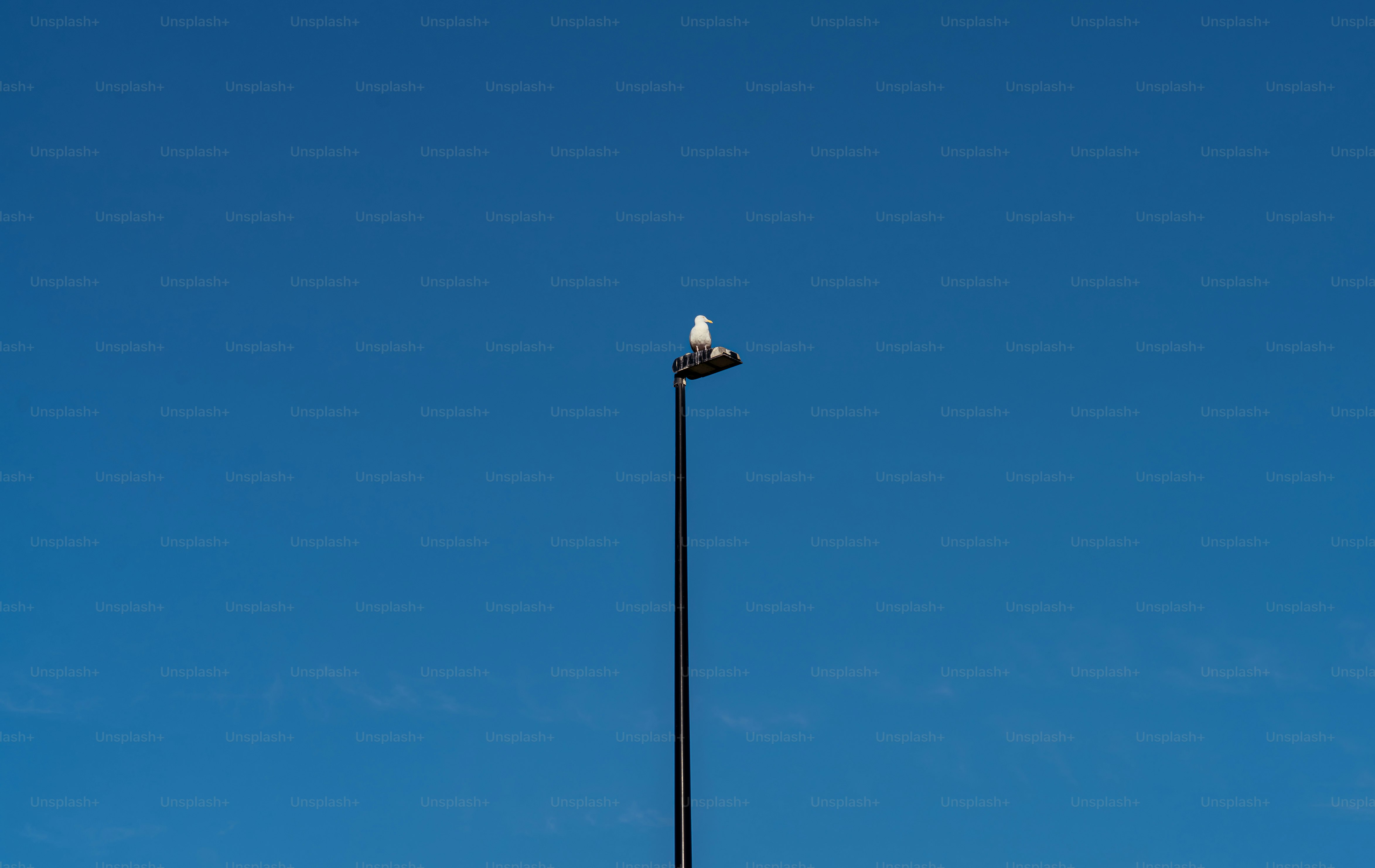 A seagull perches atop a light pole.