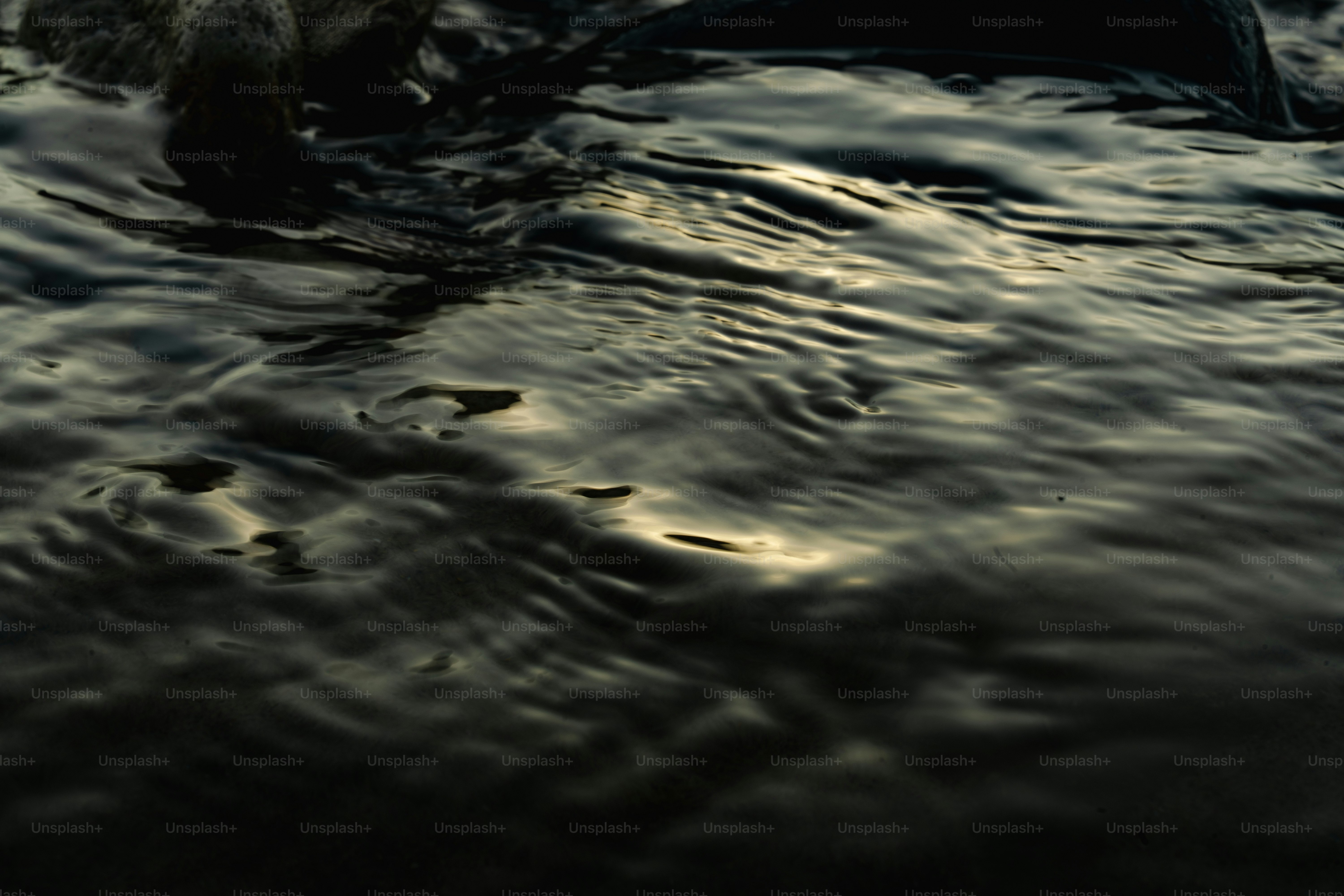 Water reflects sunlight and creates ripples.