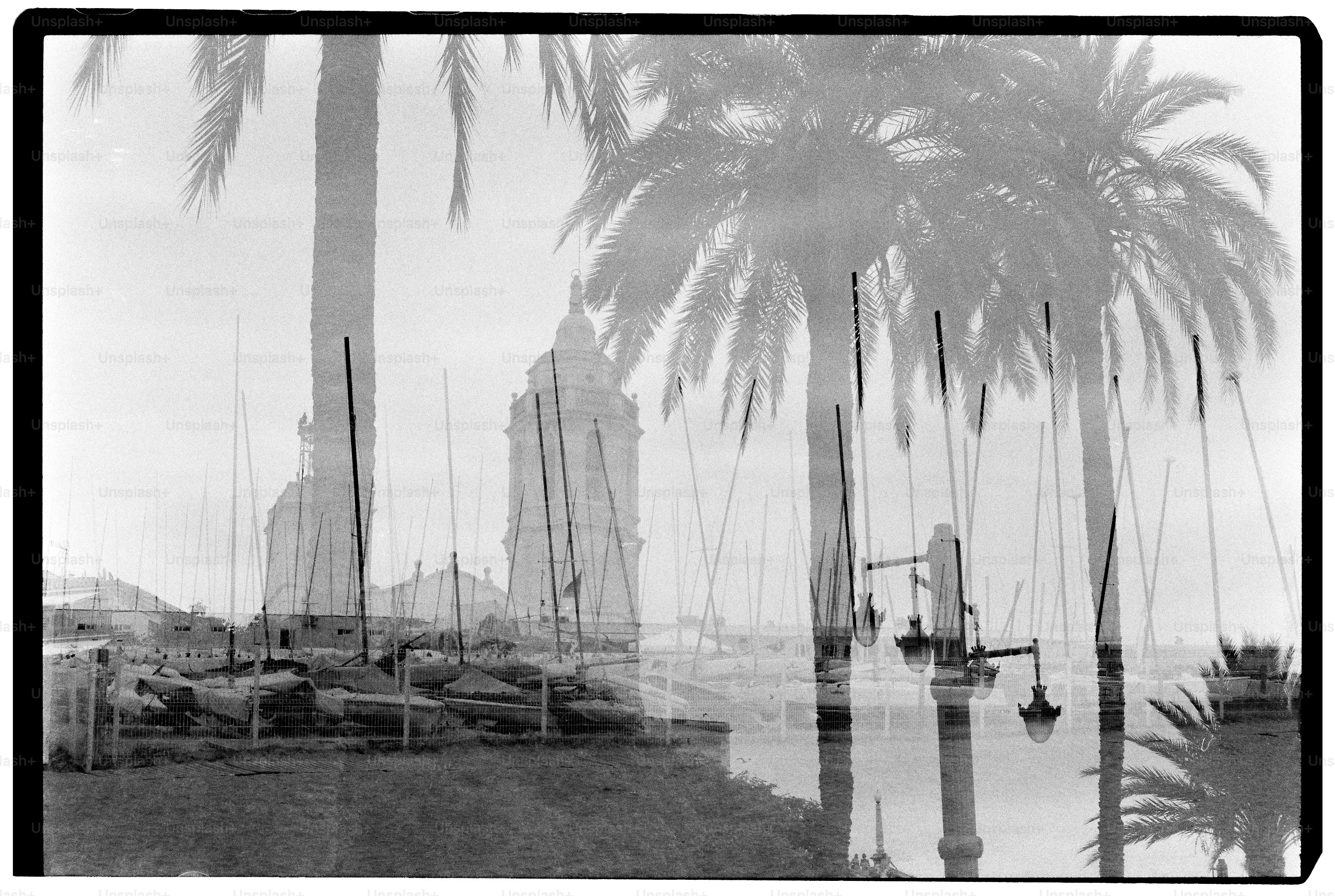 Palm trees frame a seaside view.