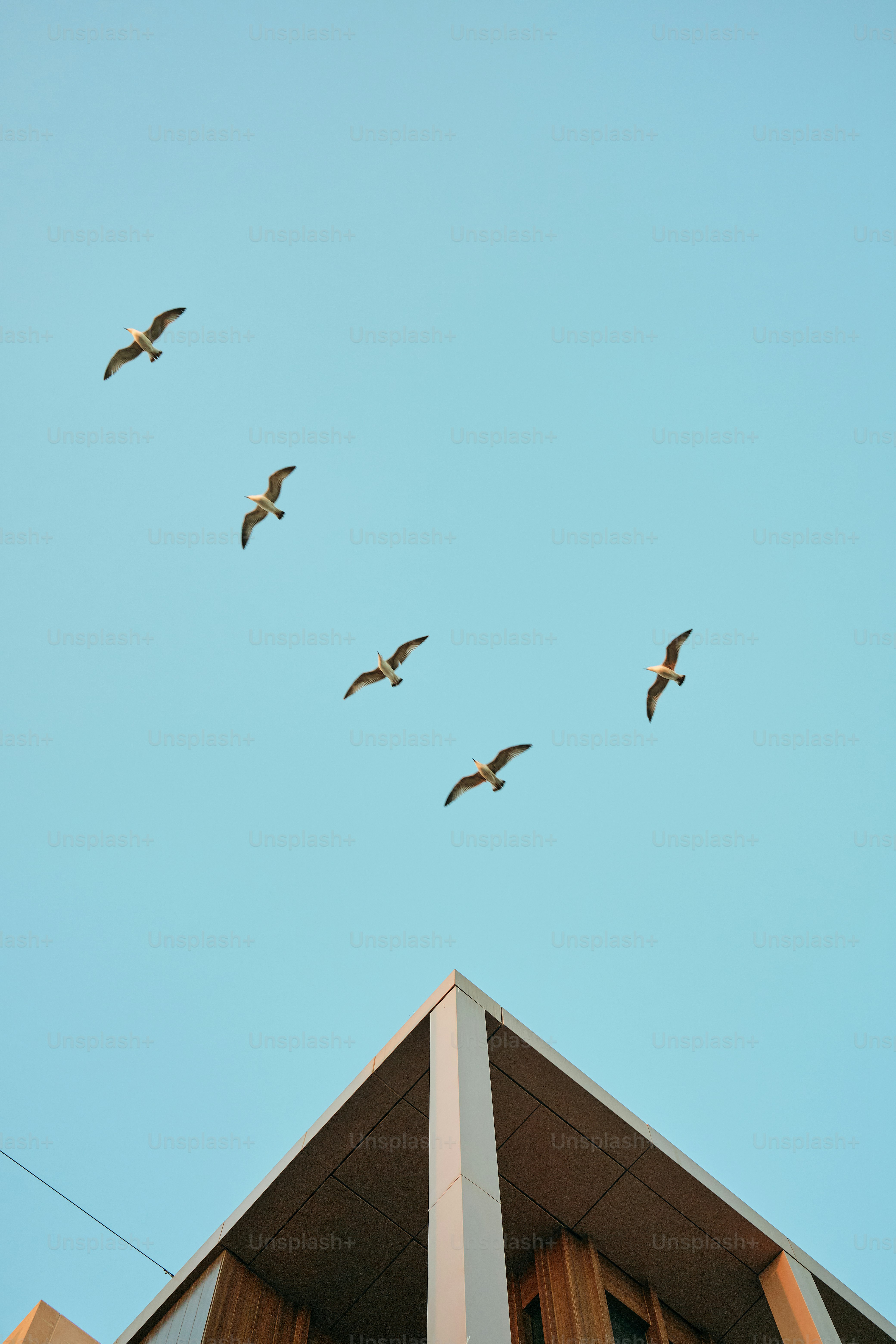 Seagulls soar above a building against a blue sky.