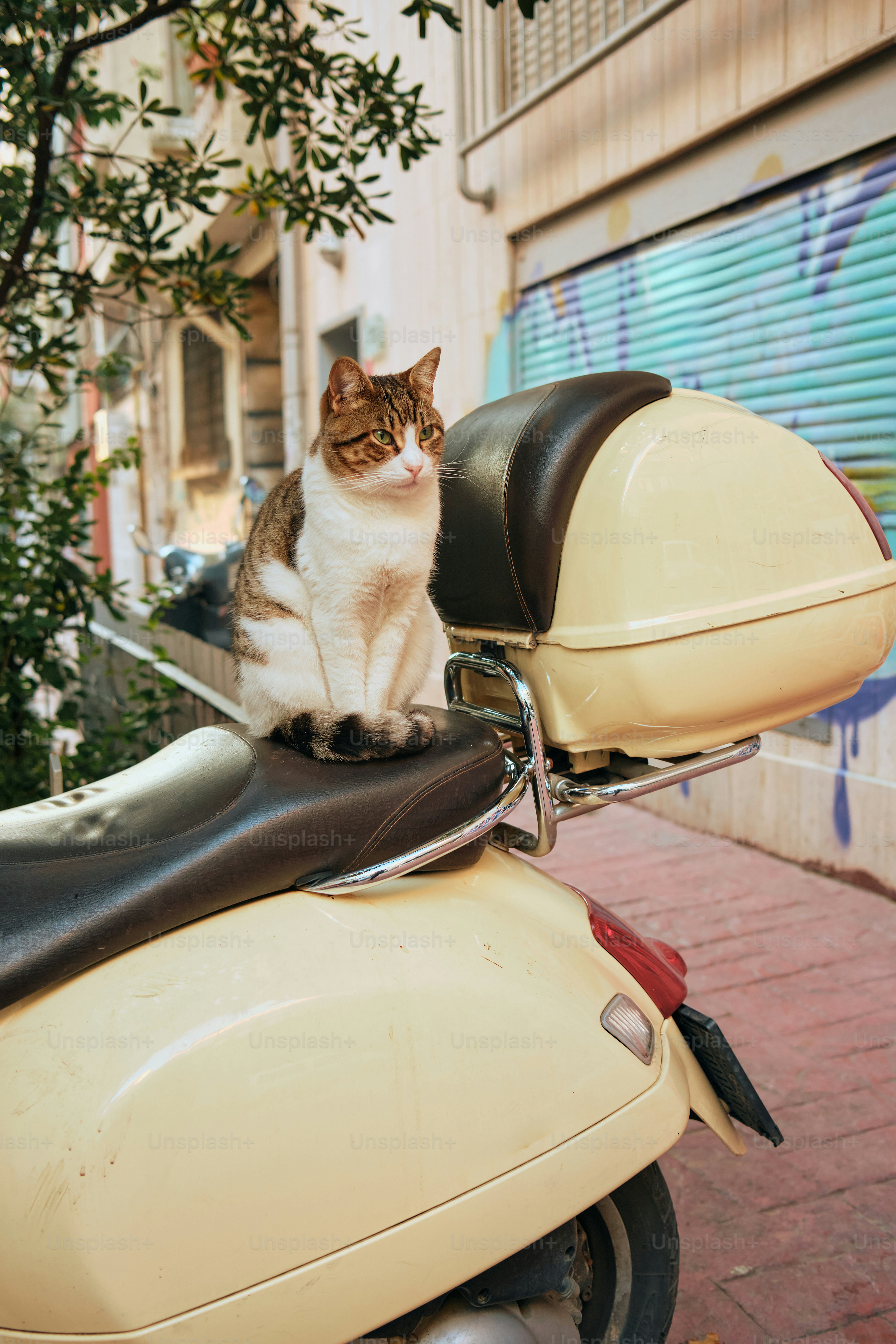 A cat sits atop a scooter, observing the scene.