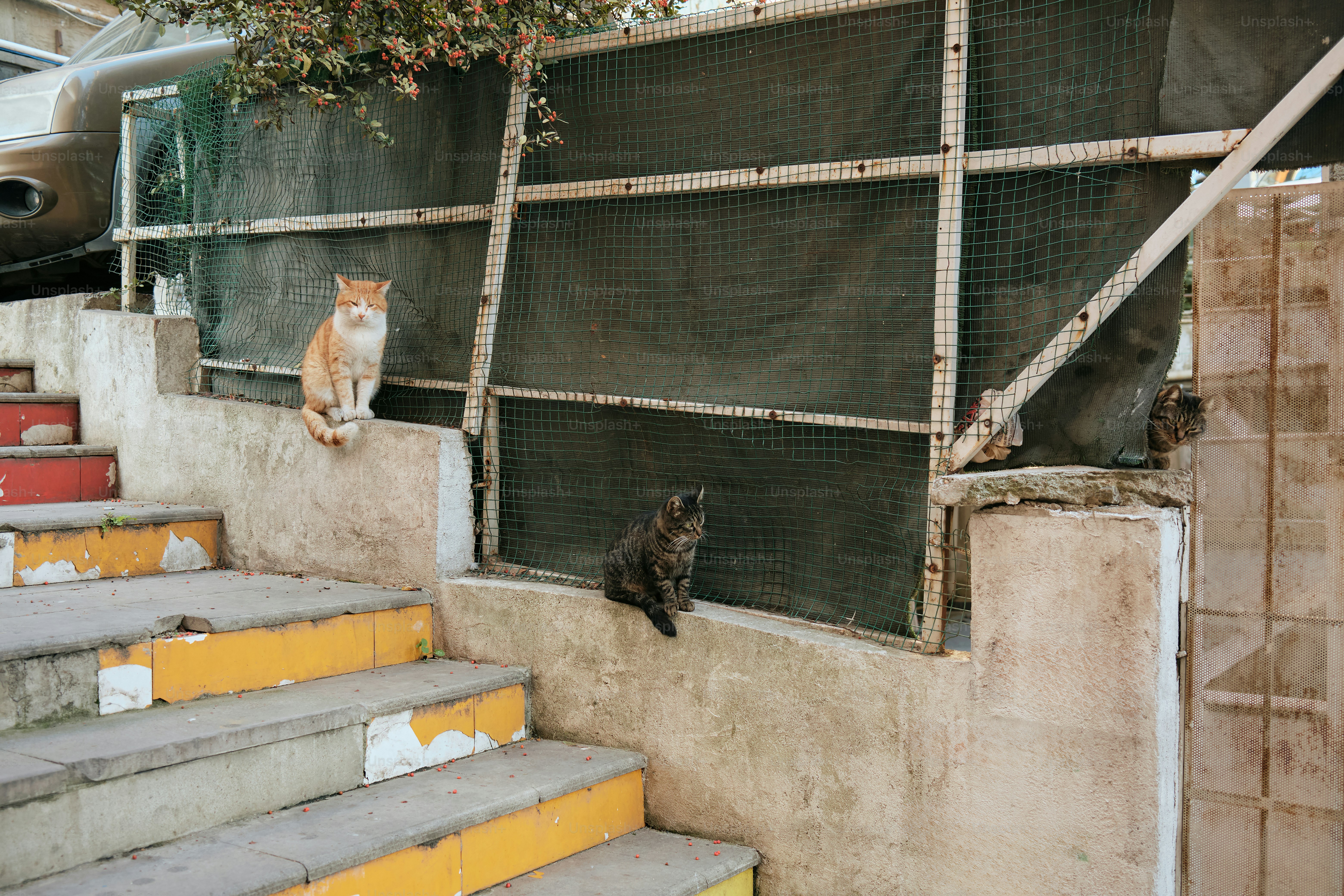 Two cats sit on a wall.
