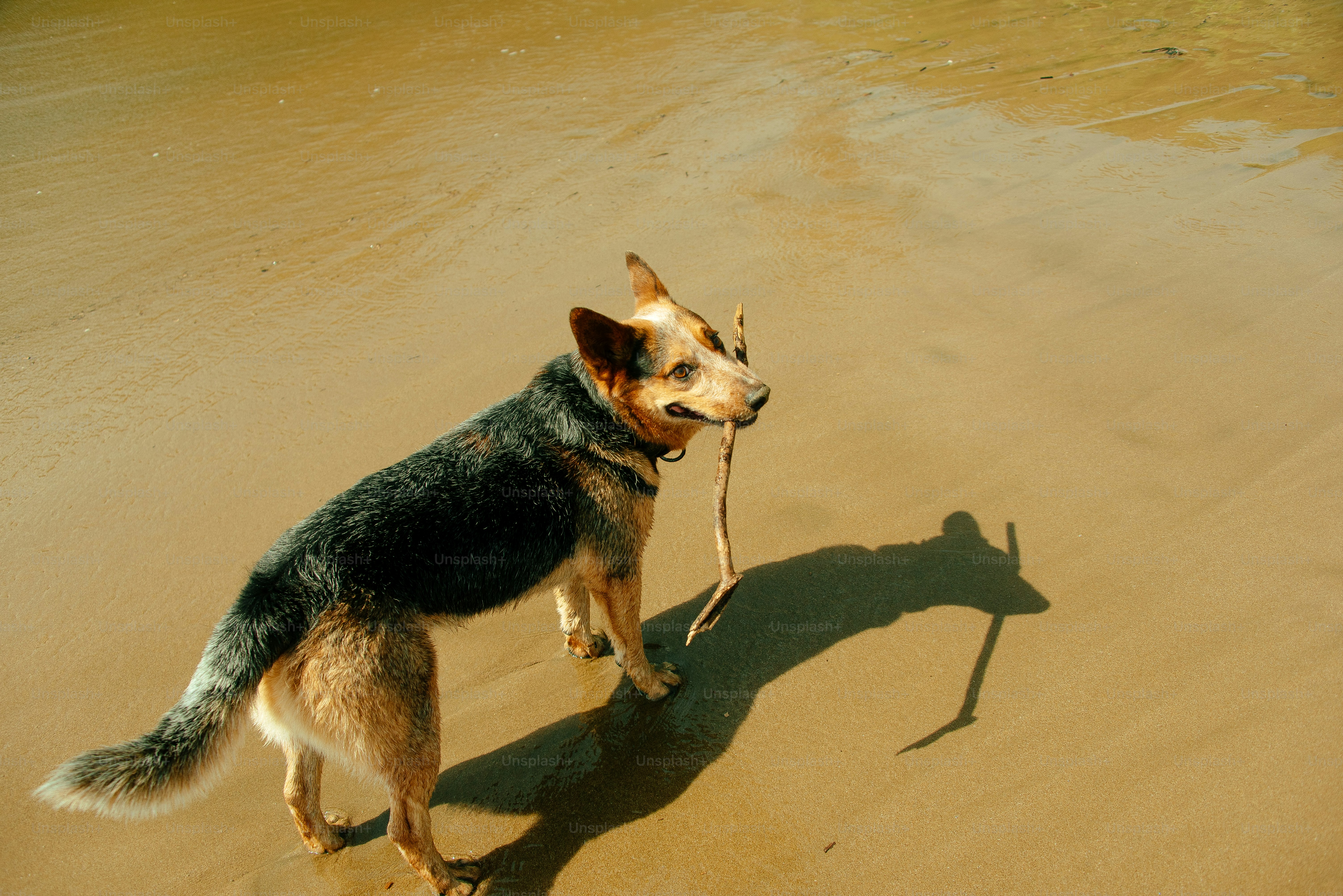 Anjing dengan tongkat berjalan di pantai