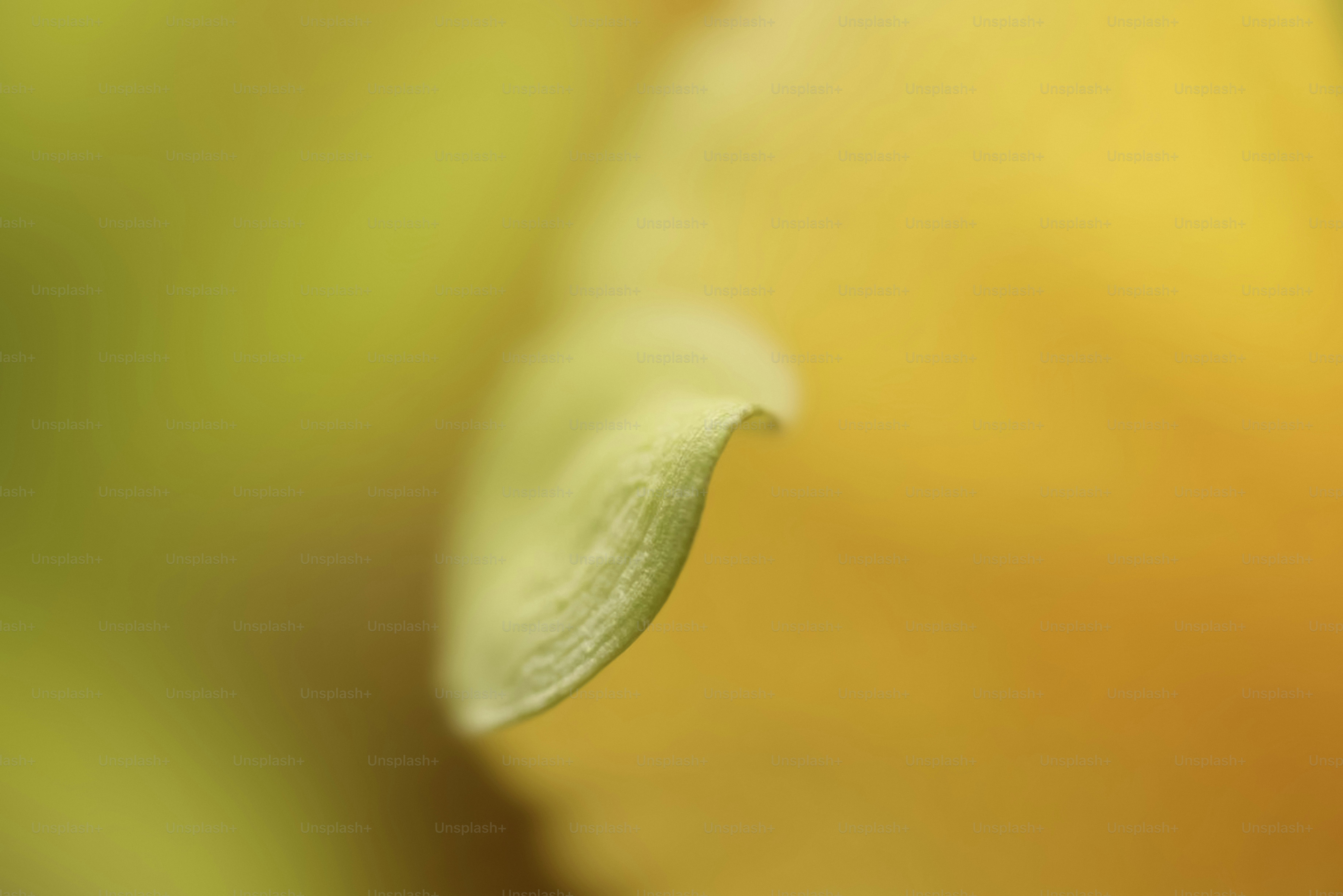 Um close-up de uma pétala amarela.