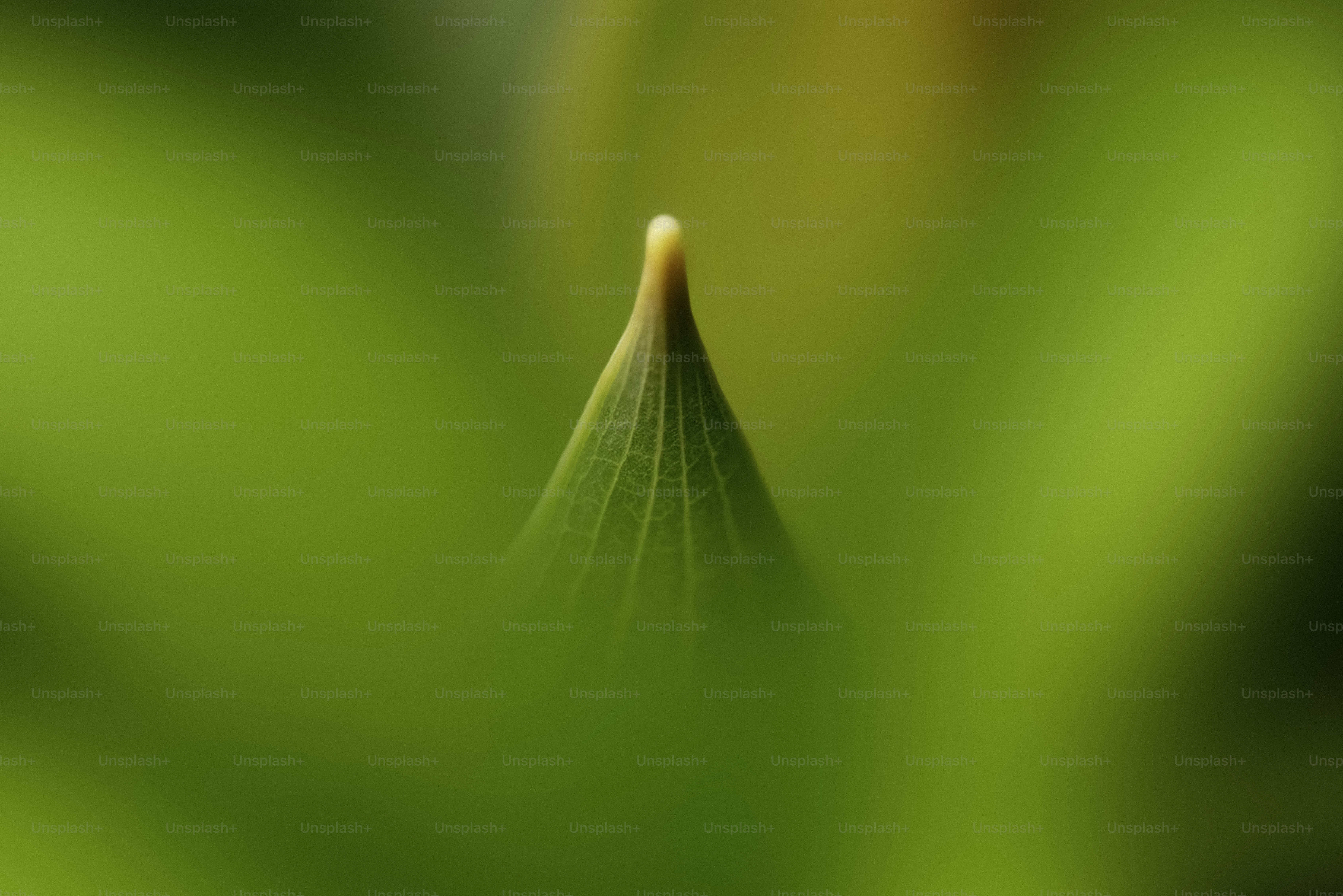 A green plant bud emerges from the background.
