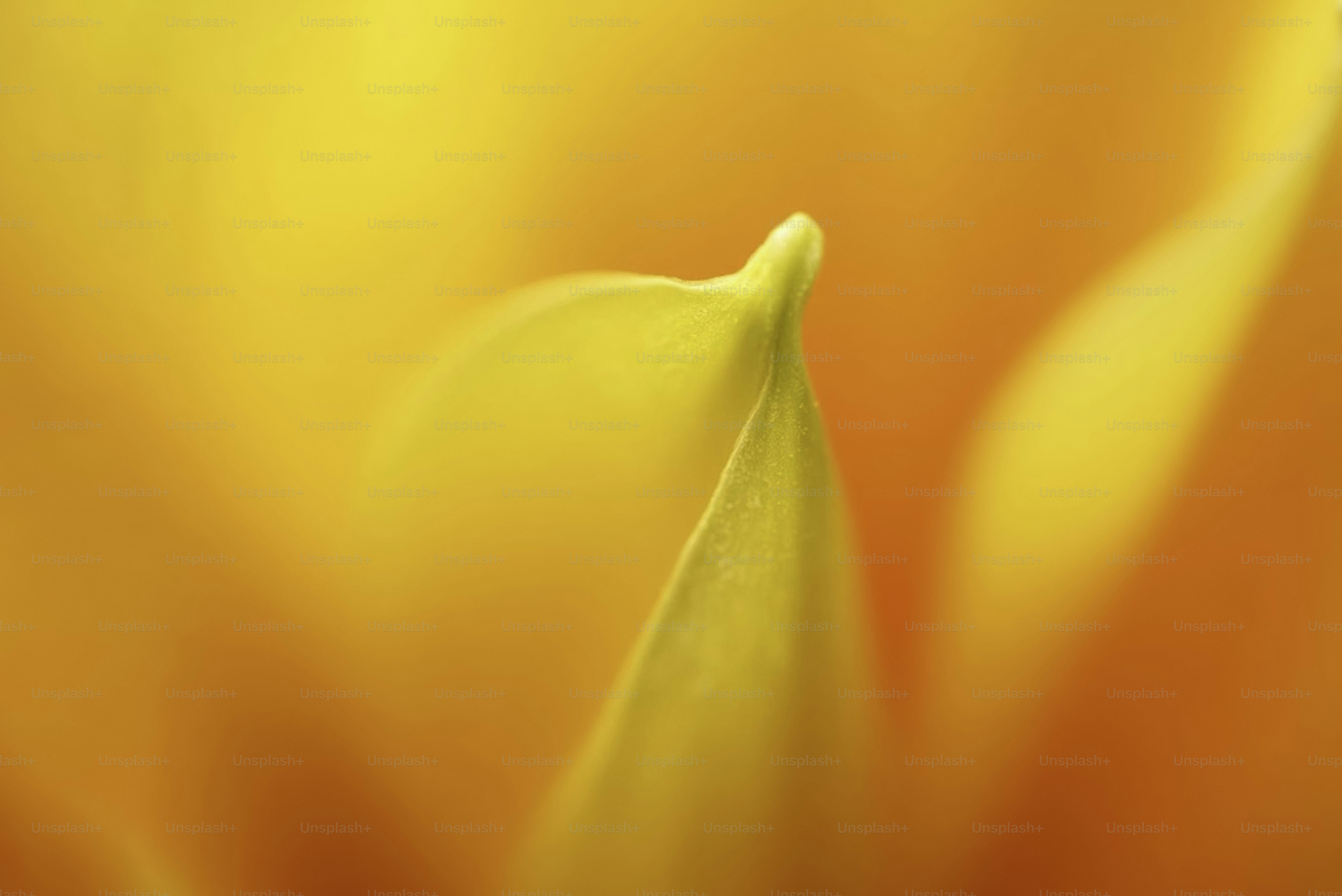 Vibrant yellow petal: a close-up view.