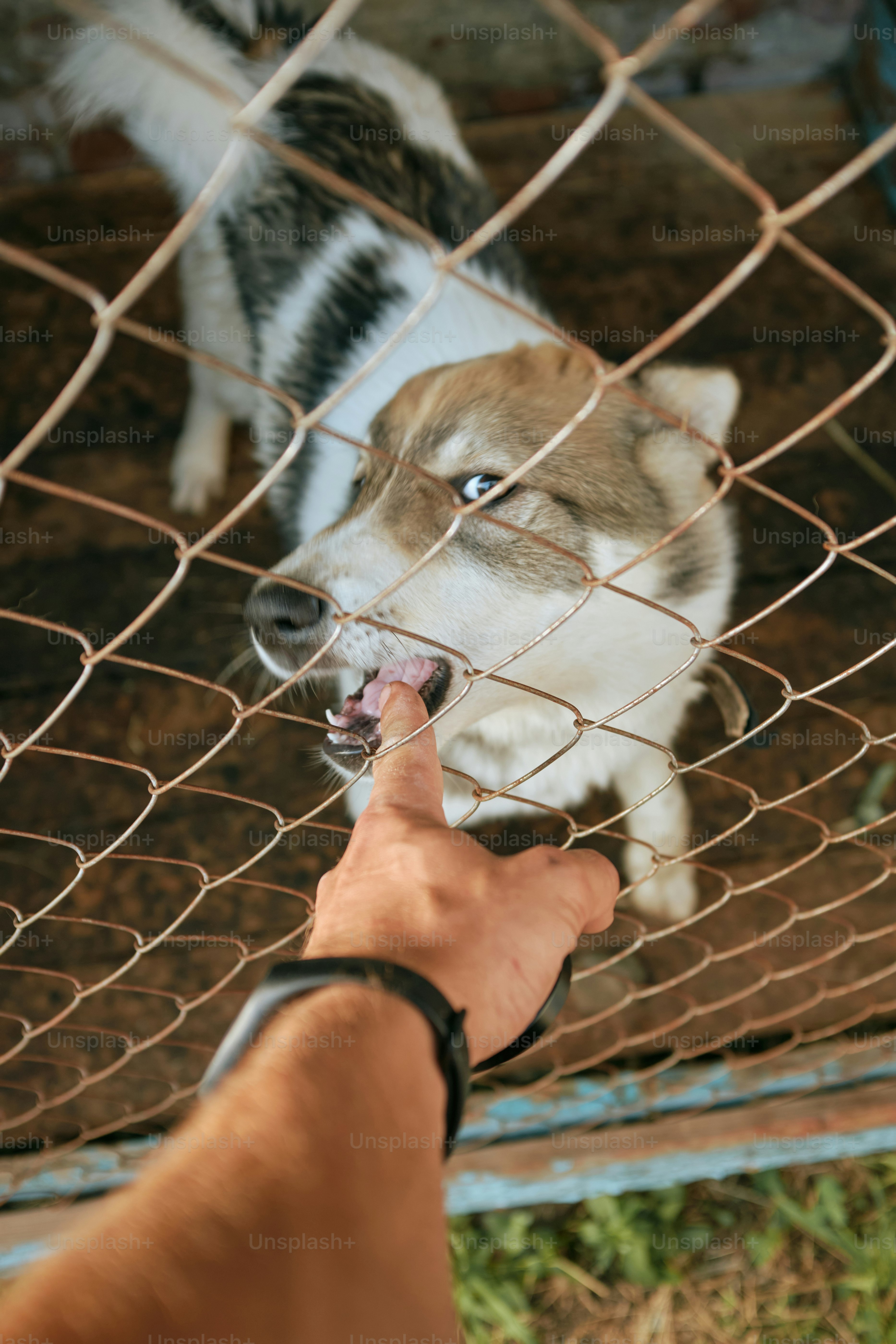 Dog bites a finger through a chain link fence.