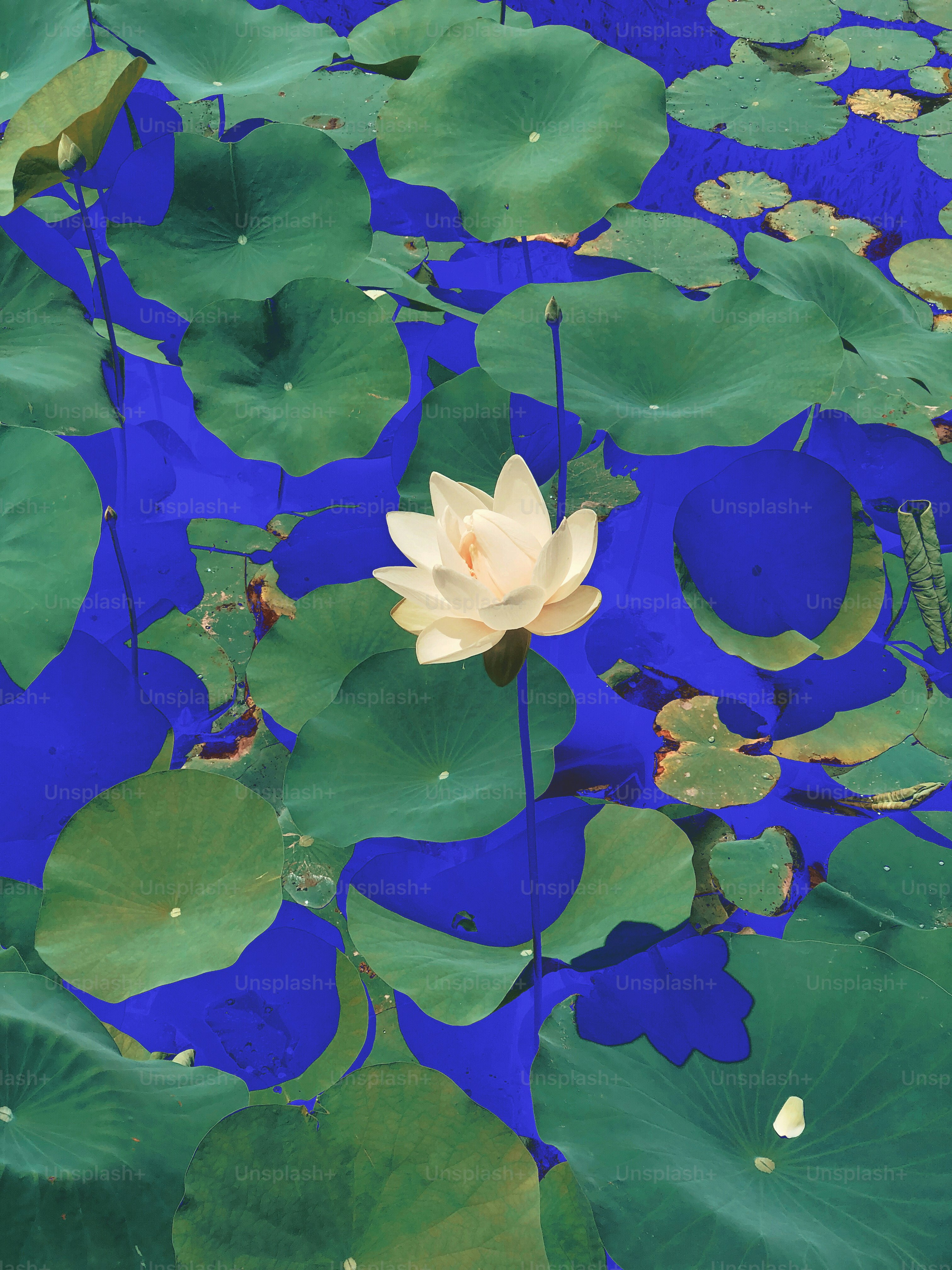 A lotus flower blooms among lily pads.