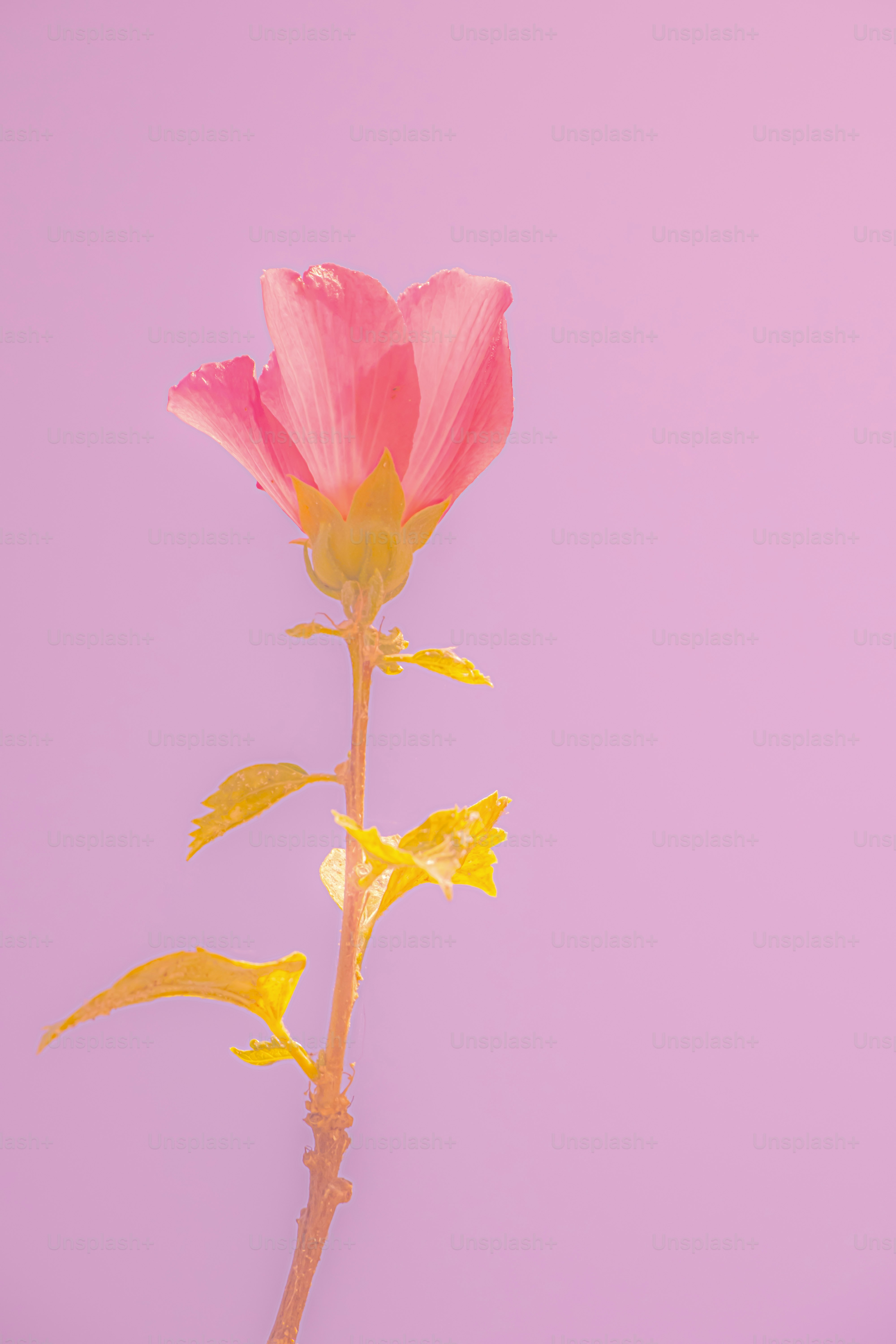 A single, pink flower against a soft background.