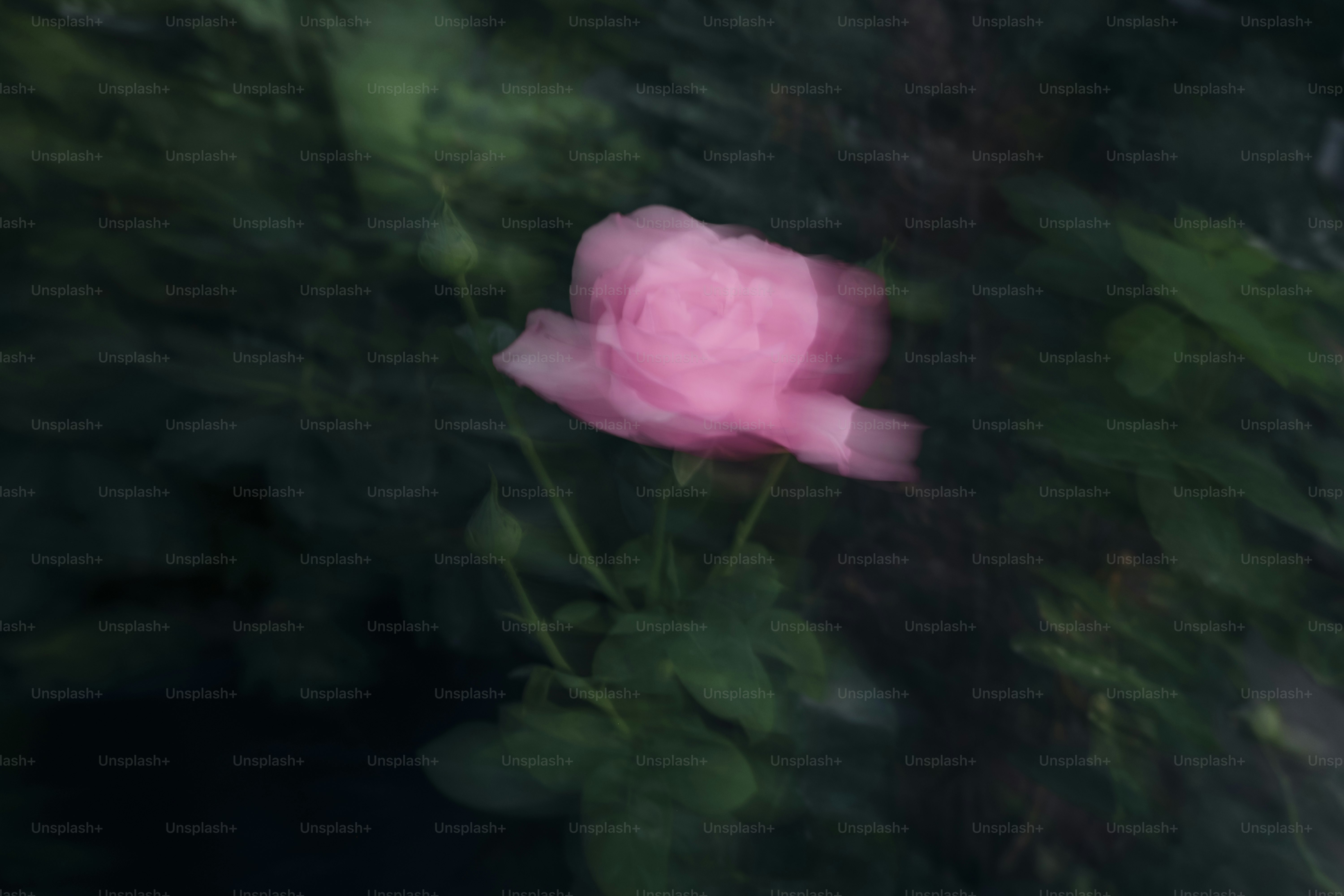 무료 사진: 추상적인 꽃 작품, 다채로운 수채화 스타일의 배경에 꽃다발, image size:3000x2000