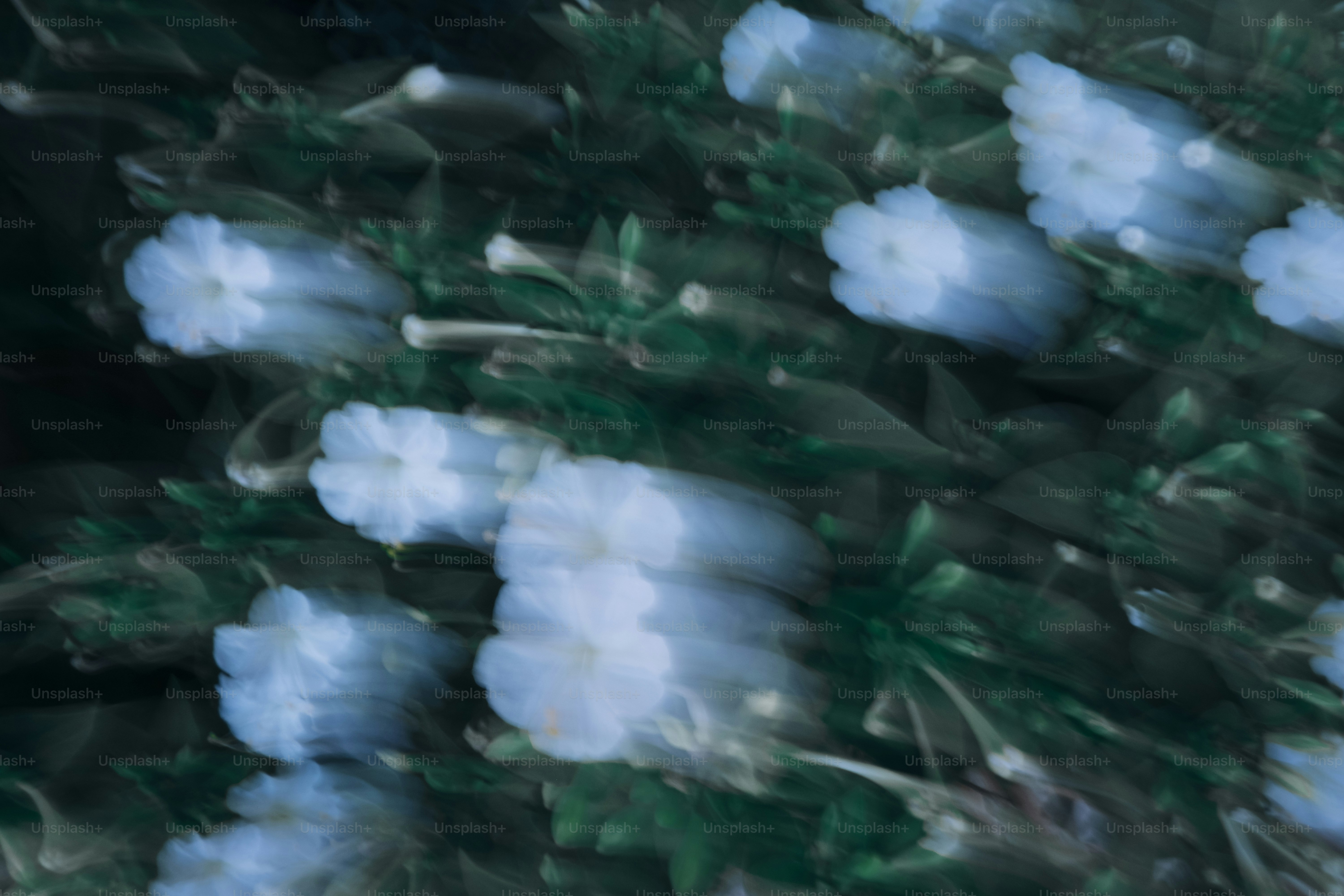 Blossoming flowers appear blurred in this shot