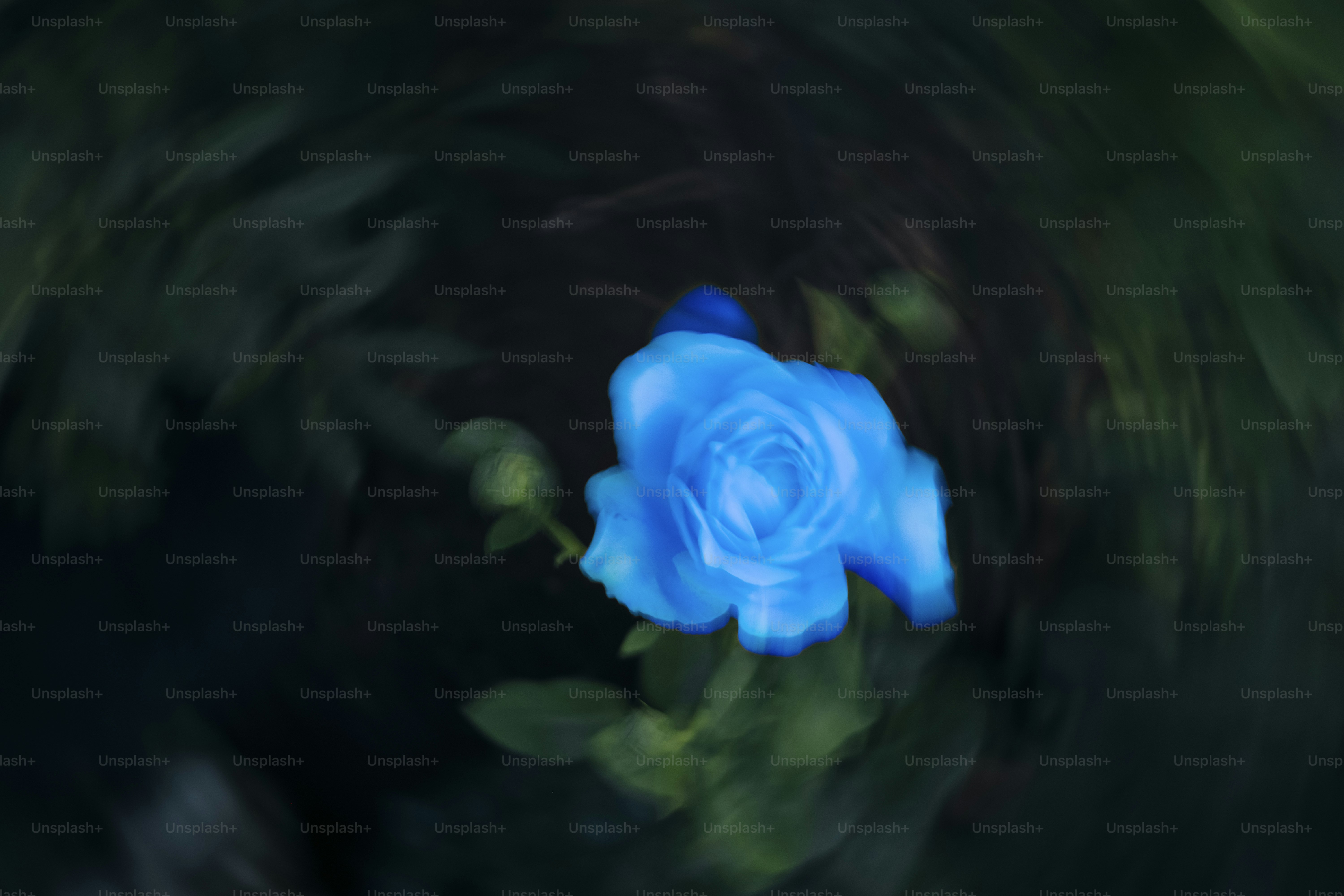 A blue rose blooms among dark green leaves.