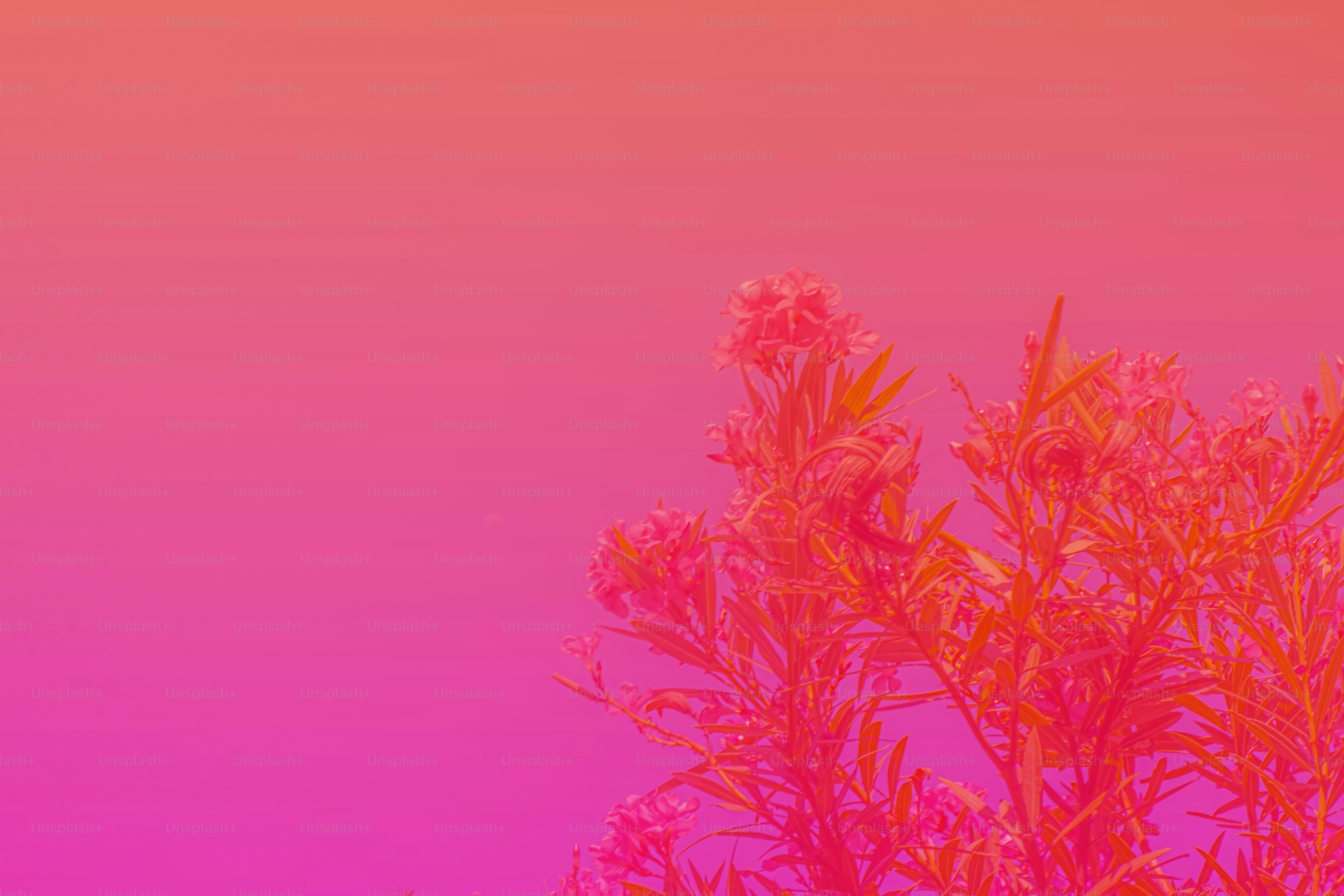 Plant silhouettes against a vibrant pink sky.