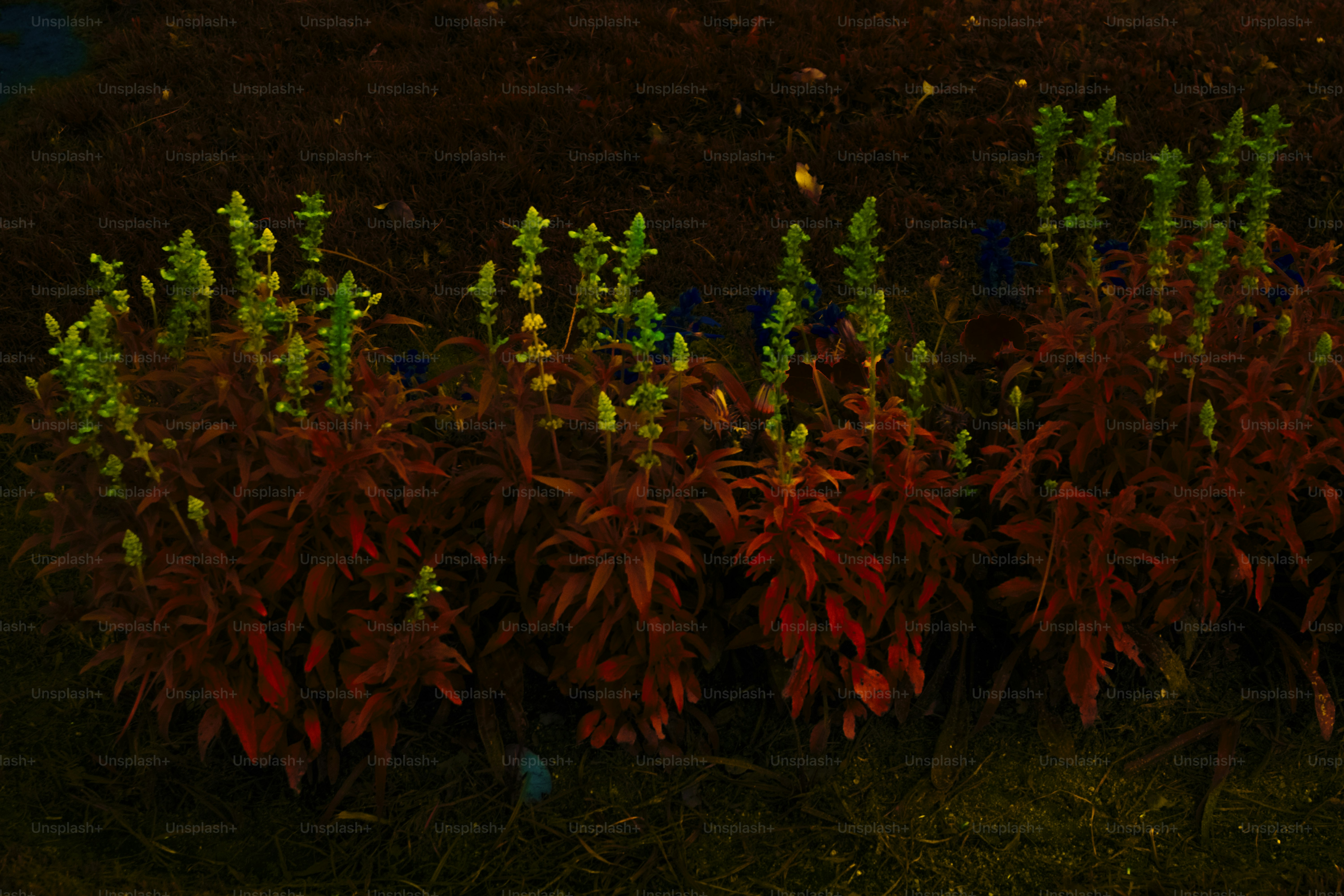 緑色の上部を持つ赤い植物が近くに座っています。