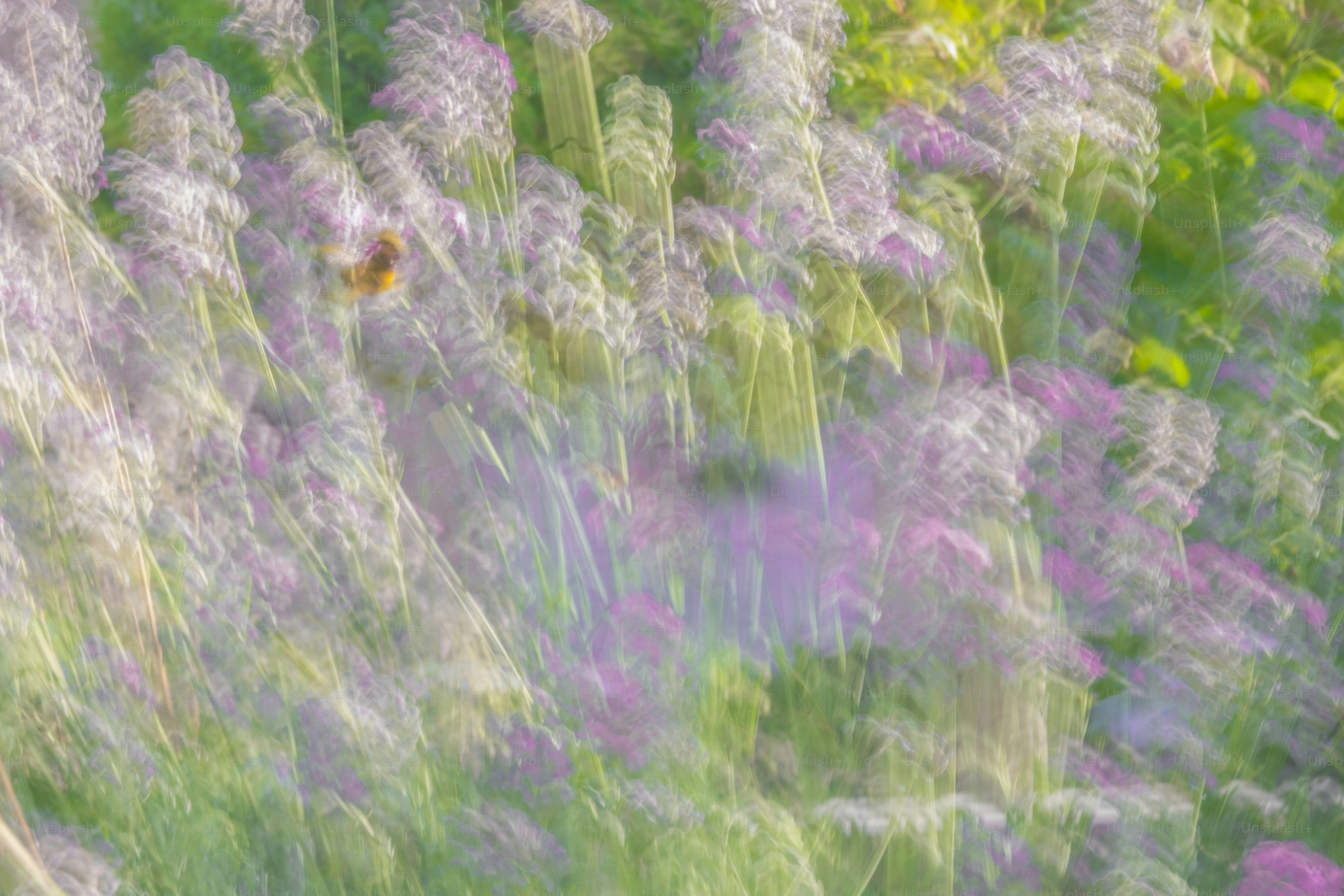 Blurry flowers and foliage create a dreamlike ambiance.