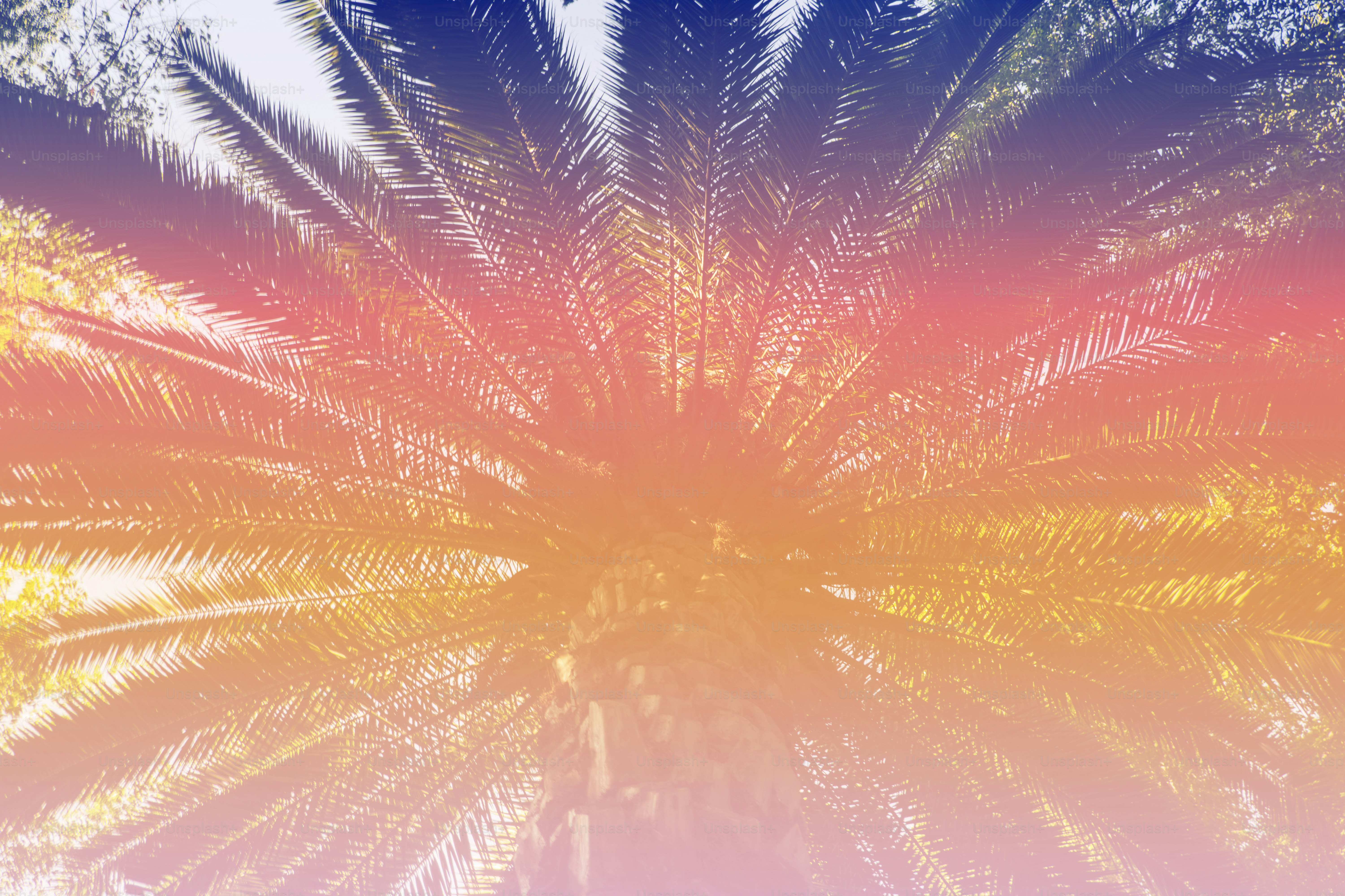 Palm tree fronds with colorful abstract filter.