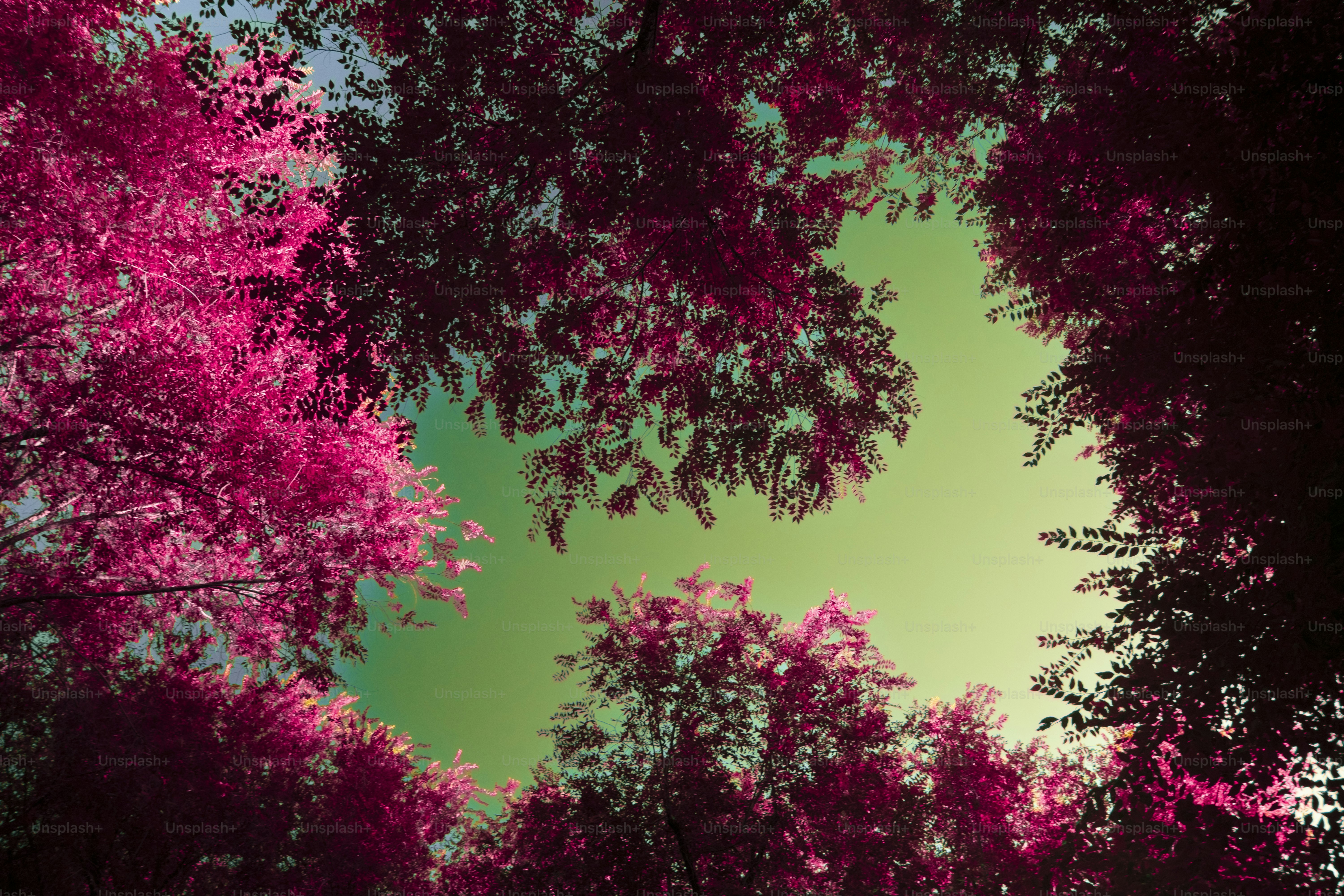 Looking up through pink trees at a bright sky.