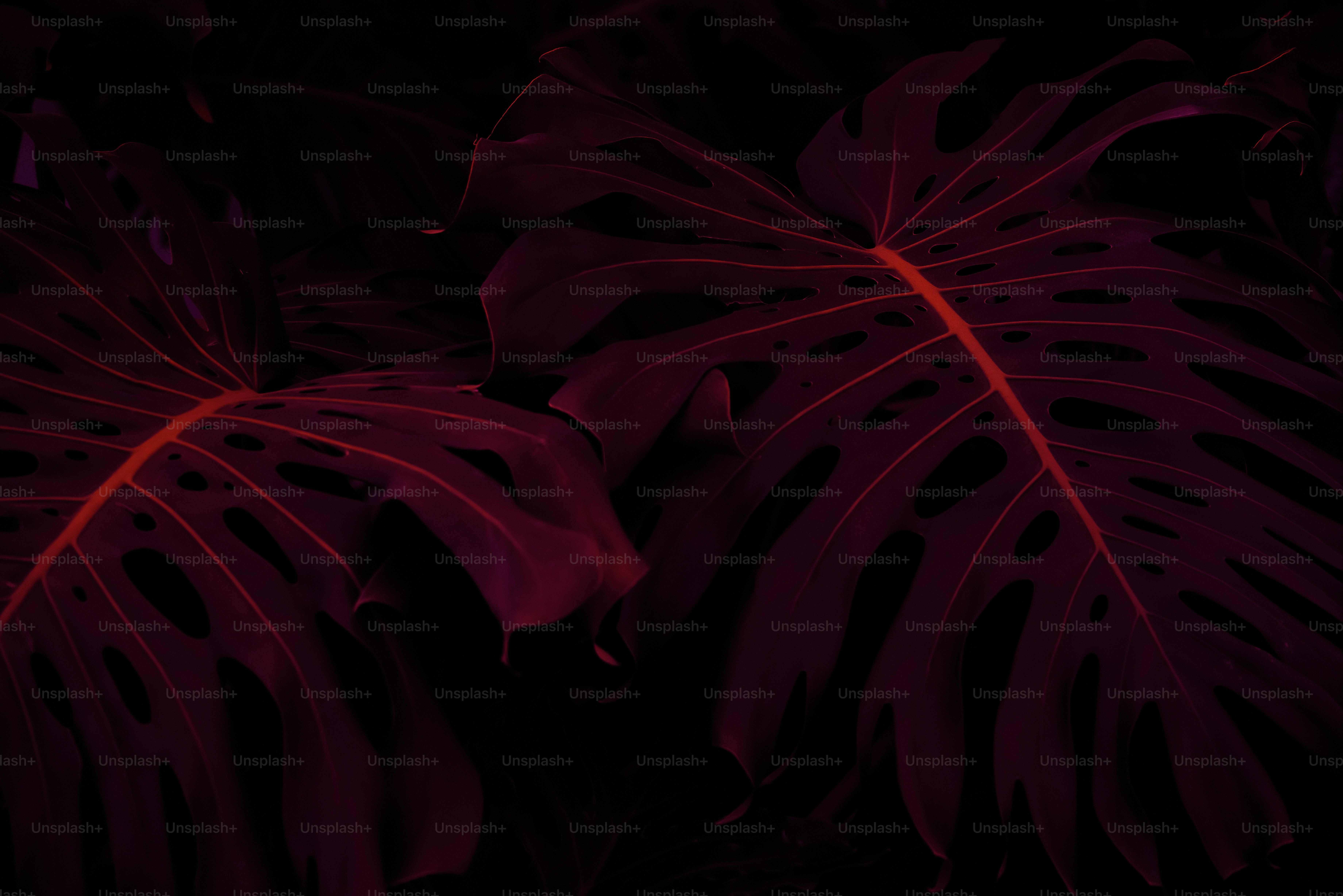 Dark, magenta monstera leaves in shadowy lighting. photo  Natural Image on  Unsplash