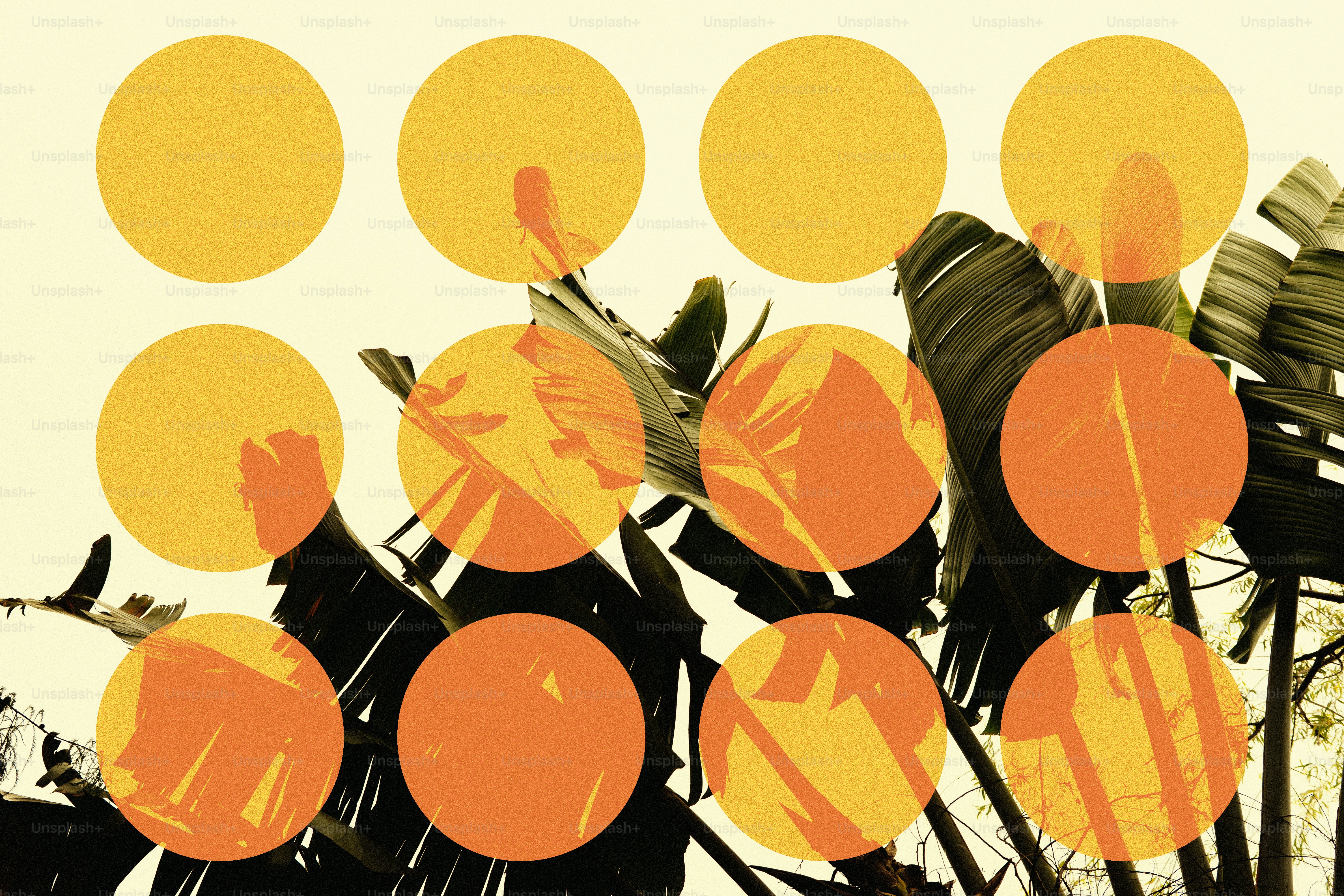 Circles overlay a plant with tropical leaves.