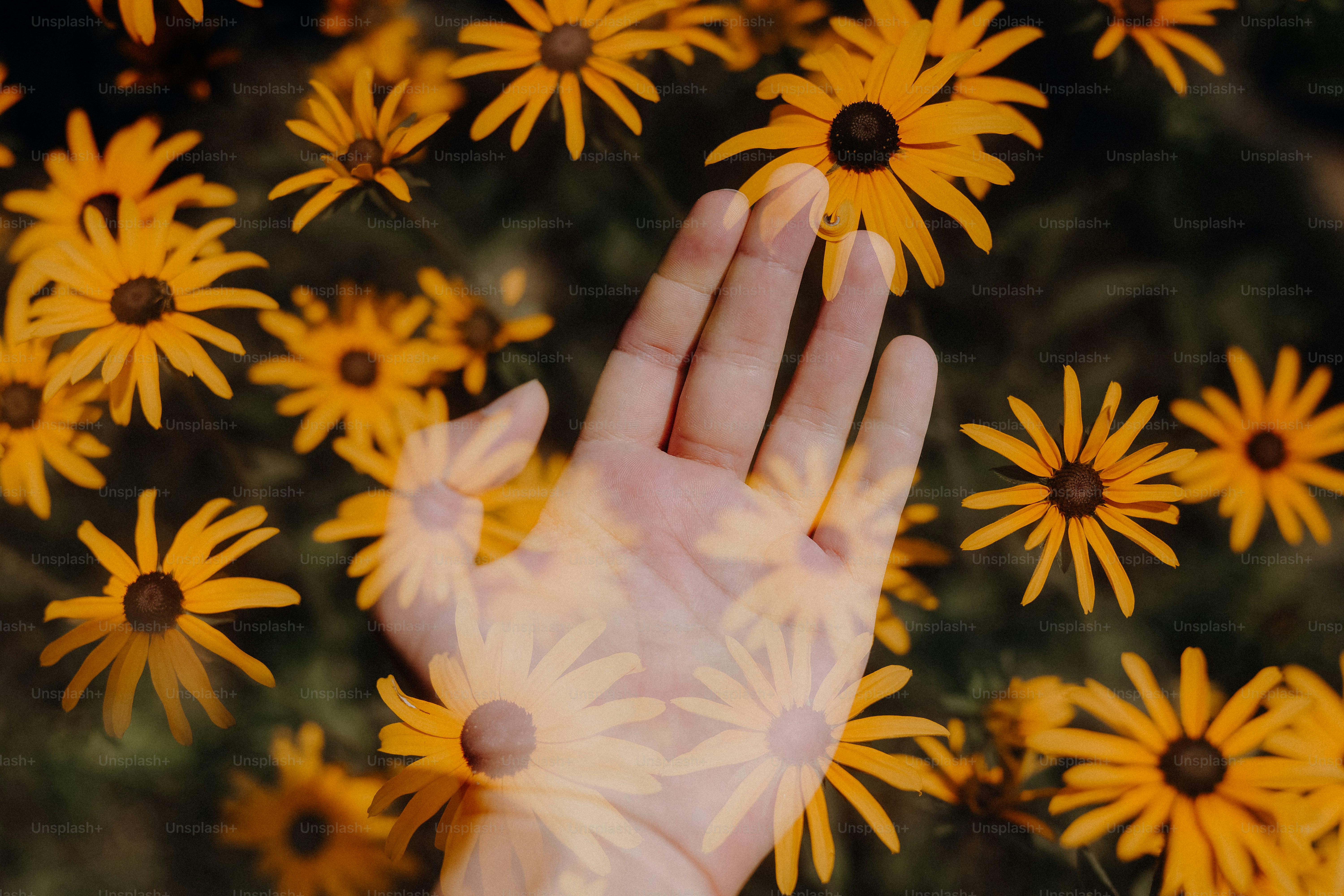 Hands holding a small growing plant symbolizing hope and resilience
