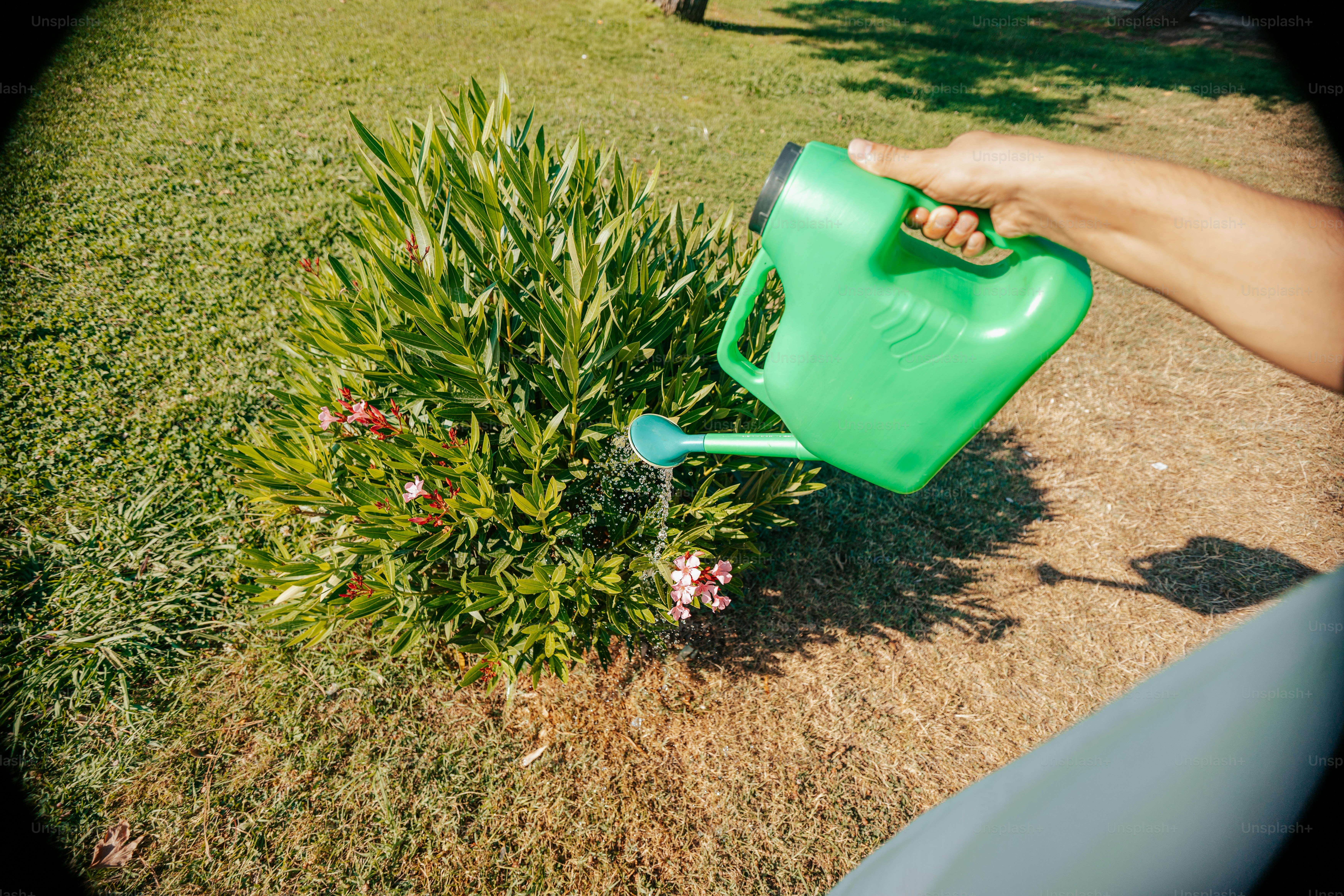 Someone is watering the plants with a green watering can.