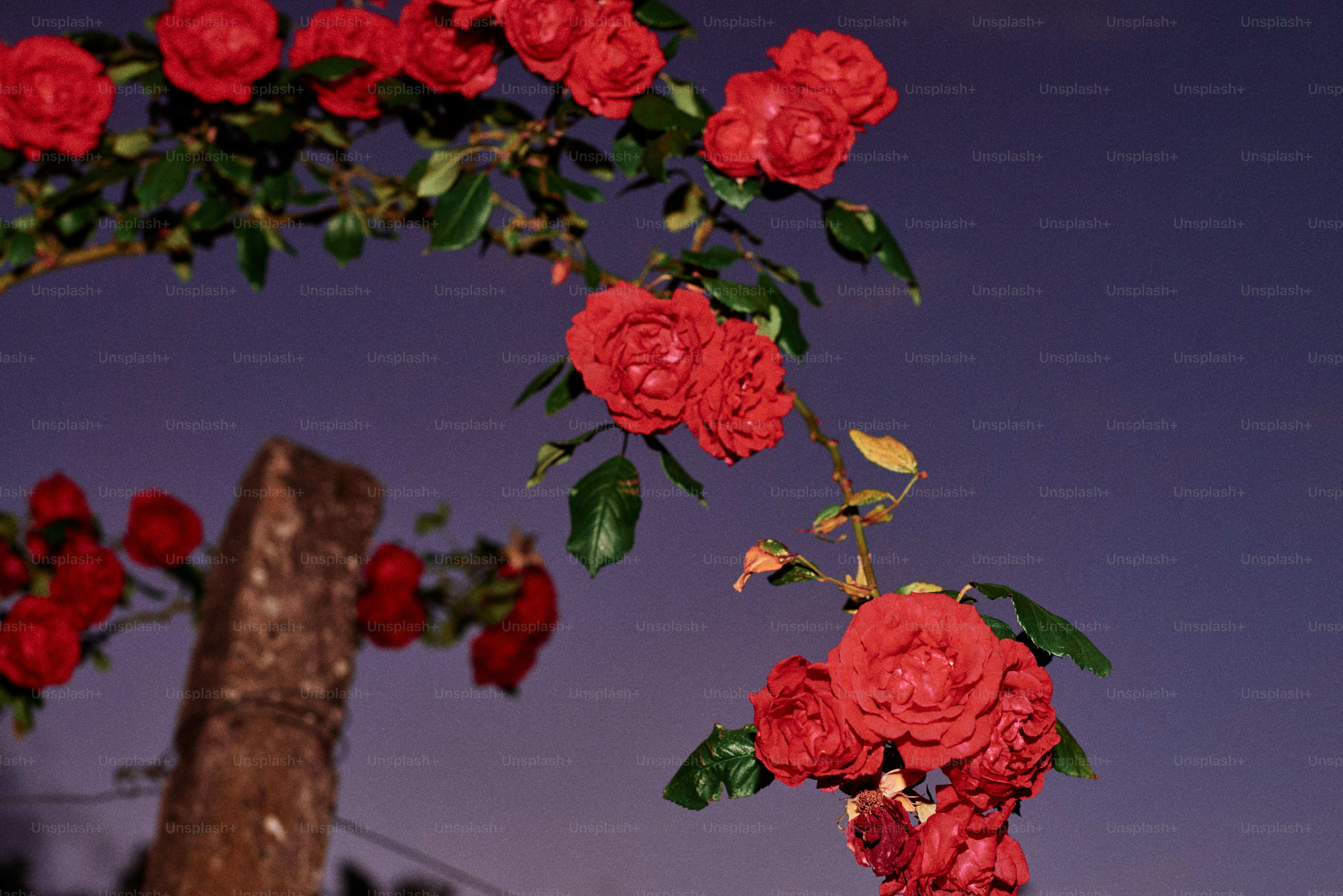 Un grupo de rosas rojas foto – Imagen de Fondo de pantalla gratuita en  Unsplash, image size:3000x2002