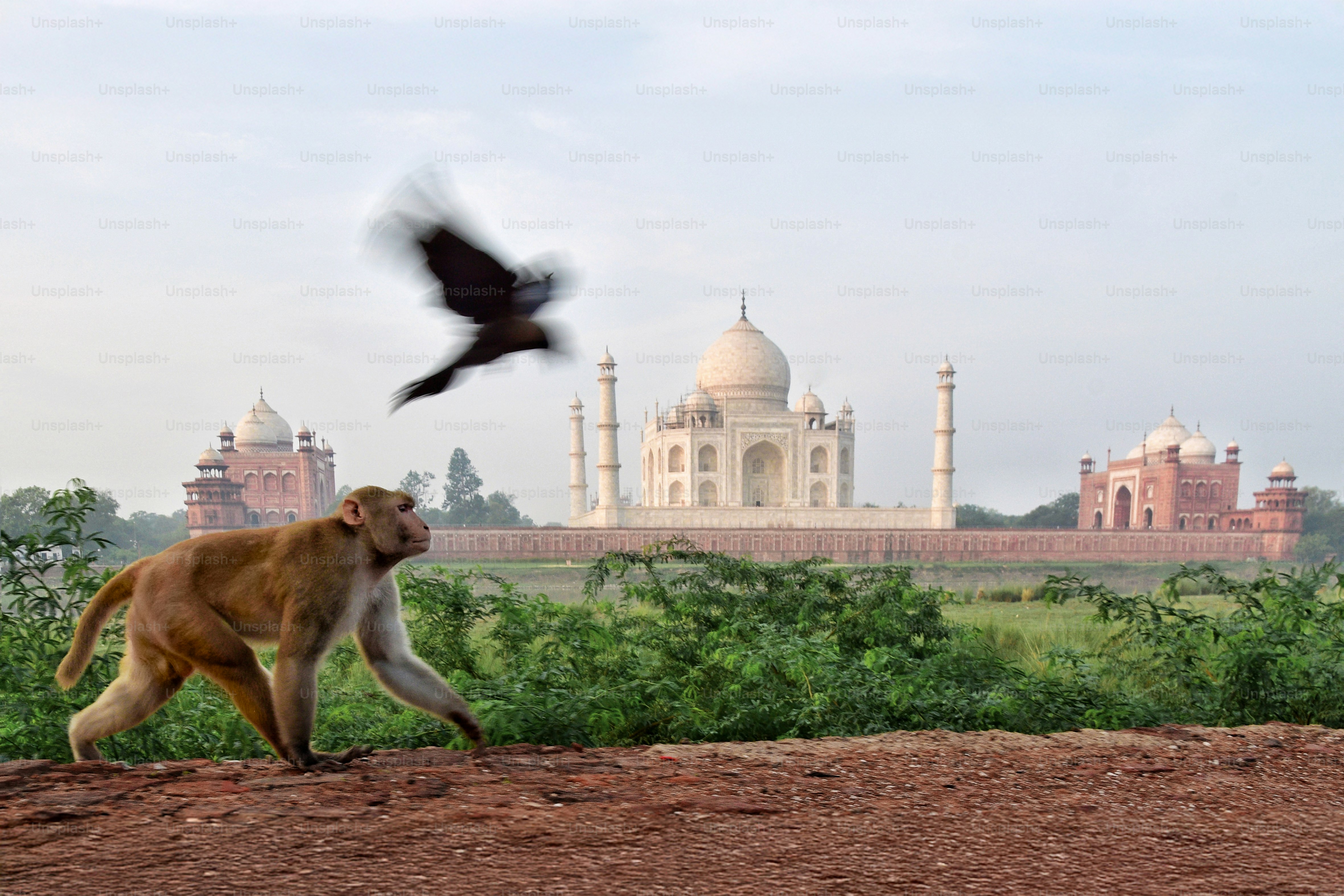 Un singe et un oiseau près du taj mahal.