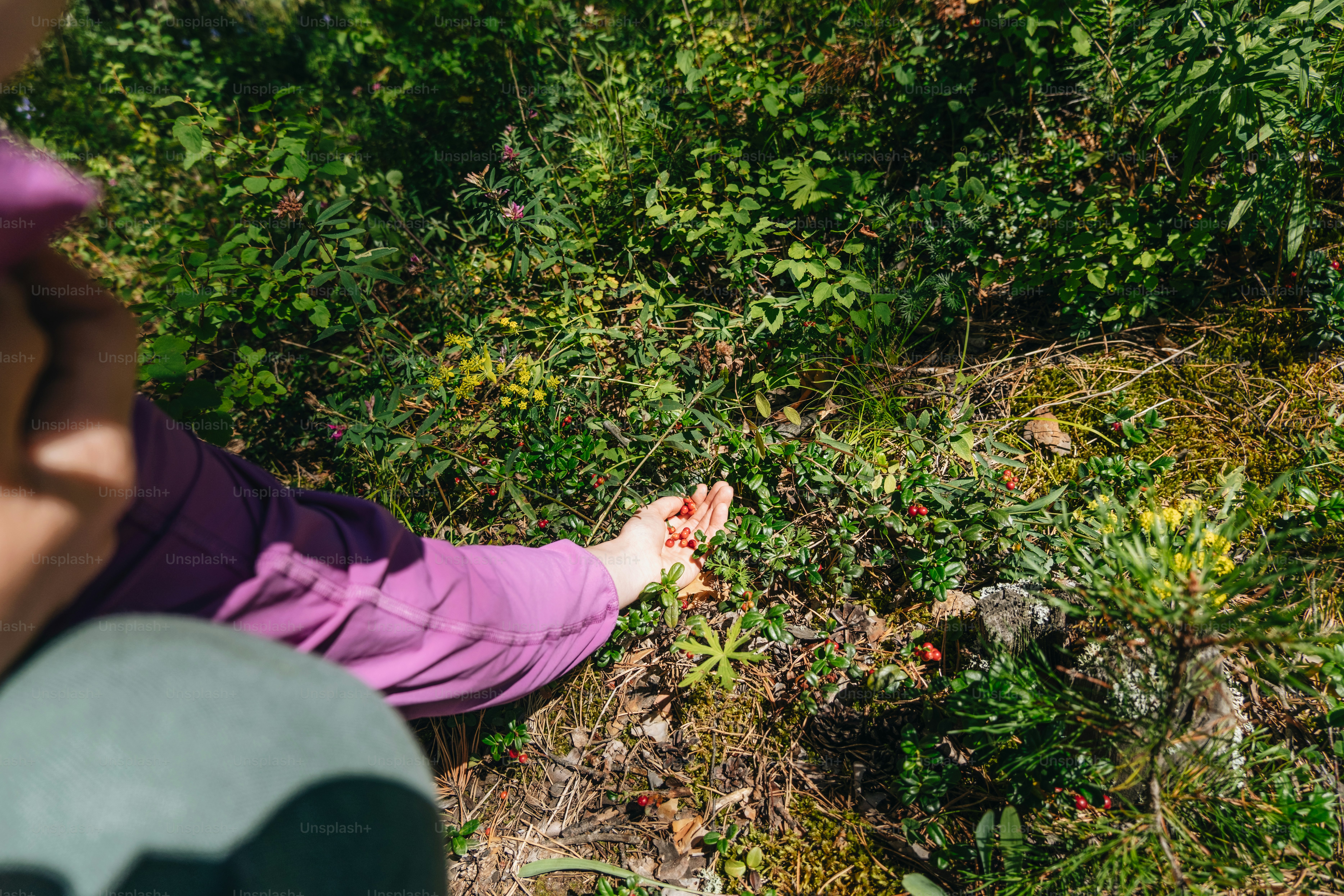 A person reaches for something in the bushes.
