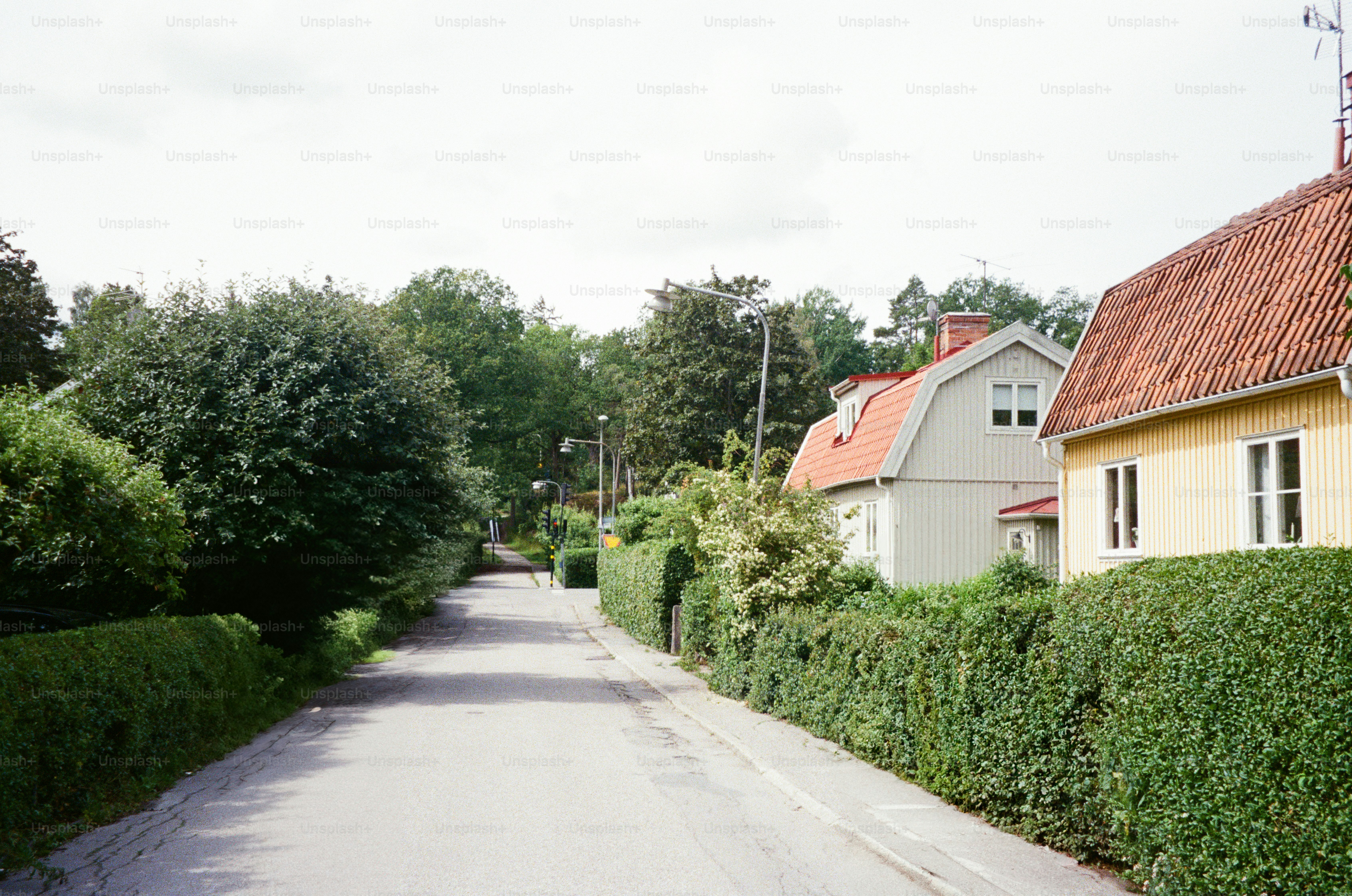 A peaceful road lined with greenery and houses.