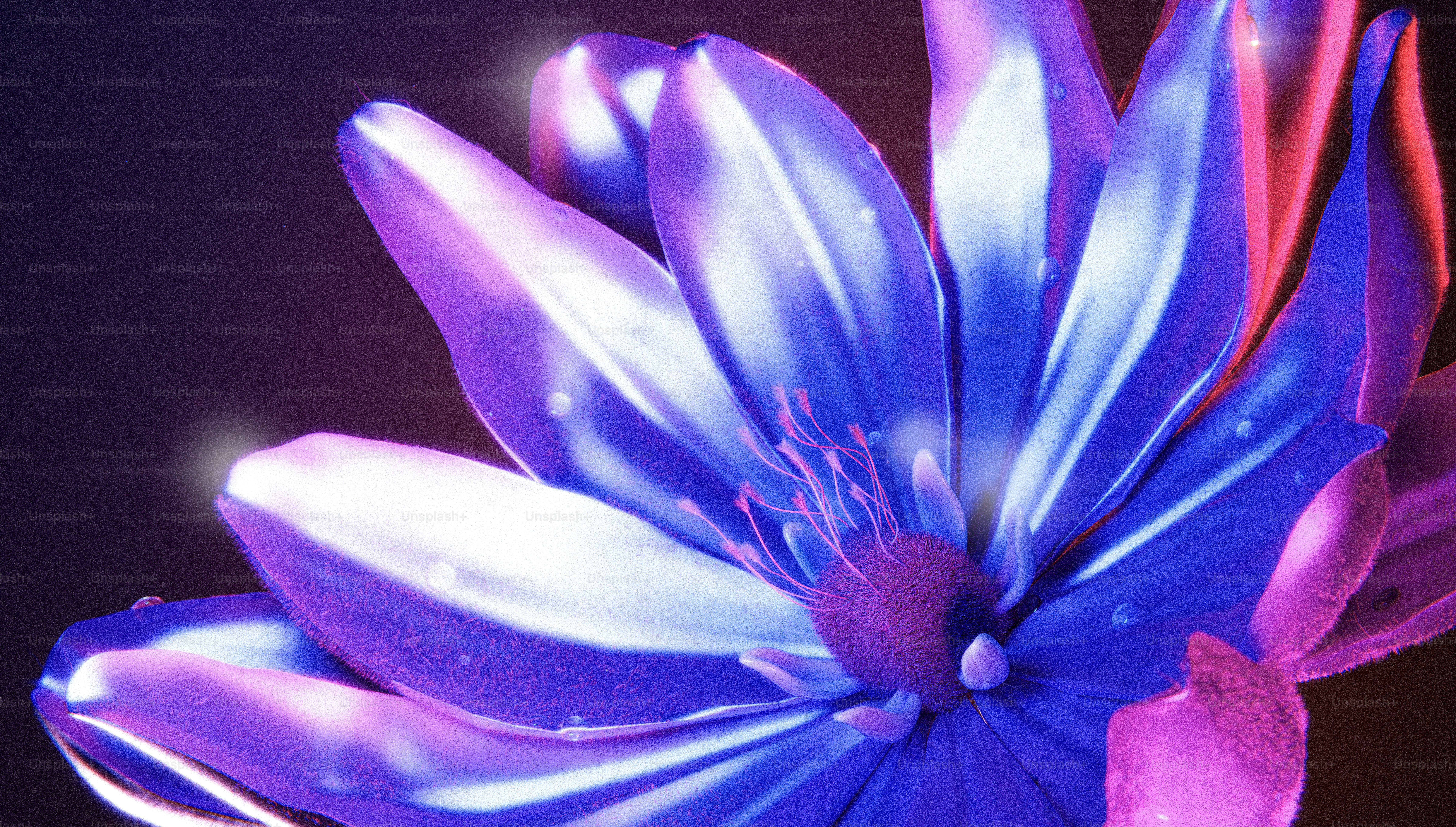 Moonlit petals and timed fragrance