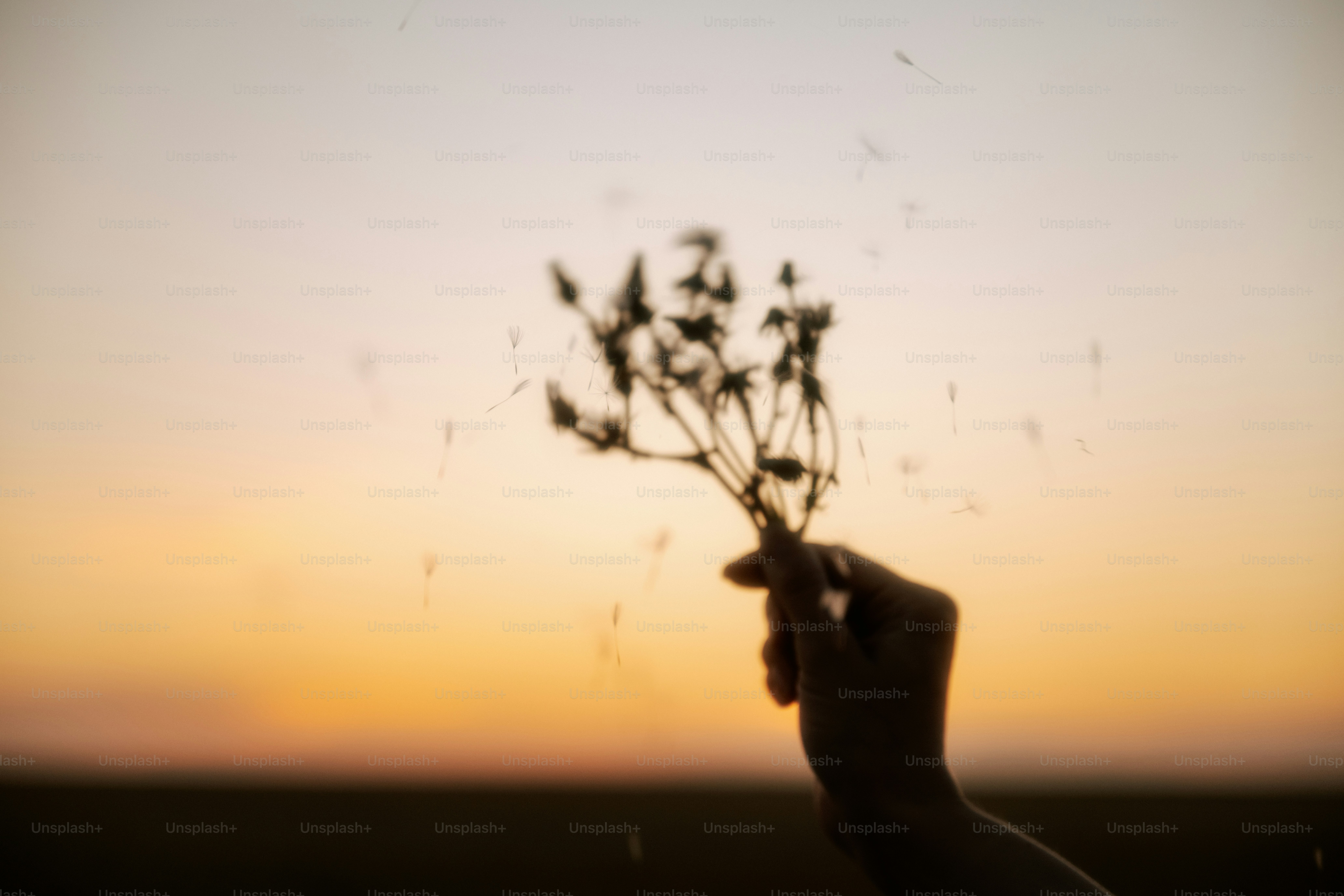 Hand releasing seeds against a sunset backdrop.