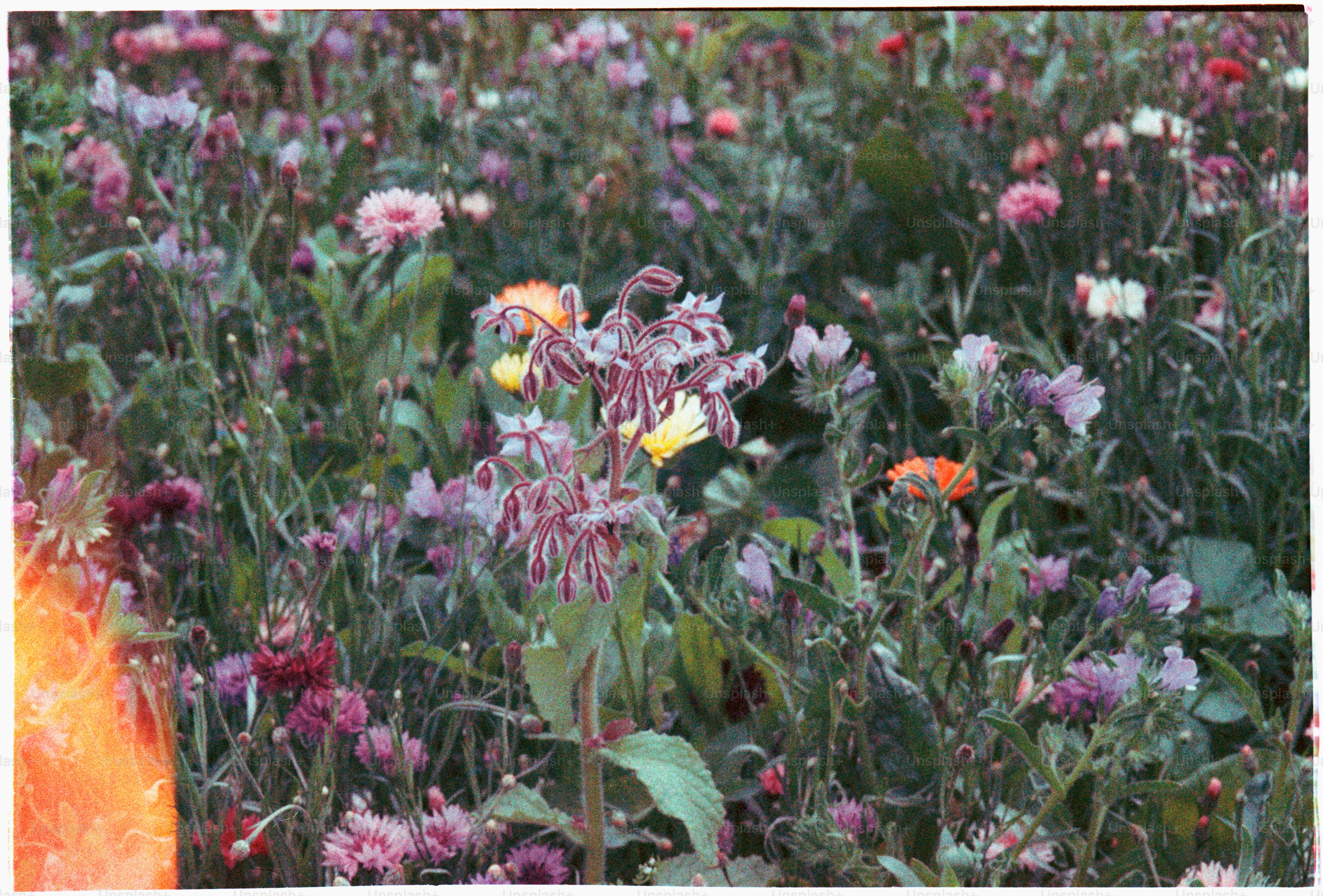 A field of colorful flowers blooms beautifully.