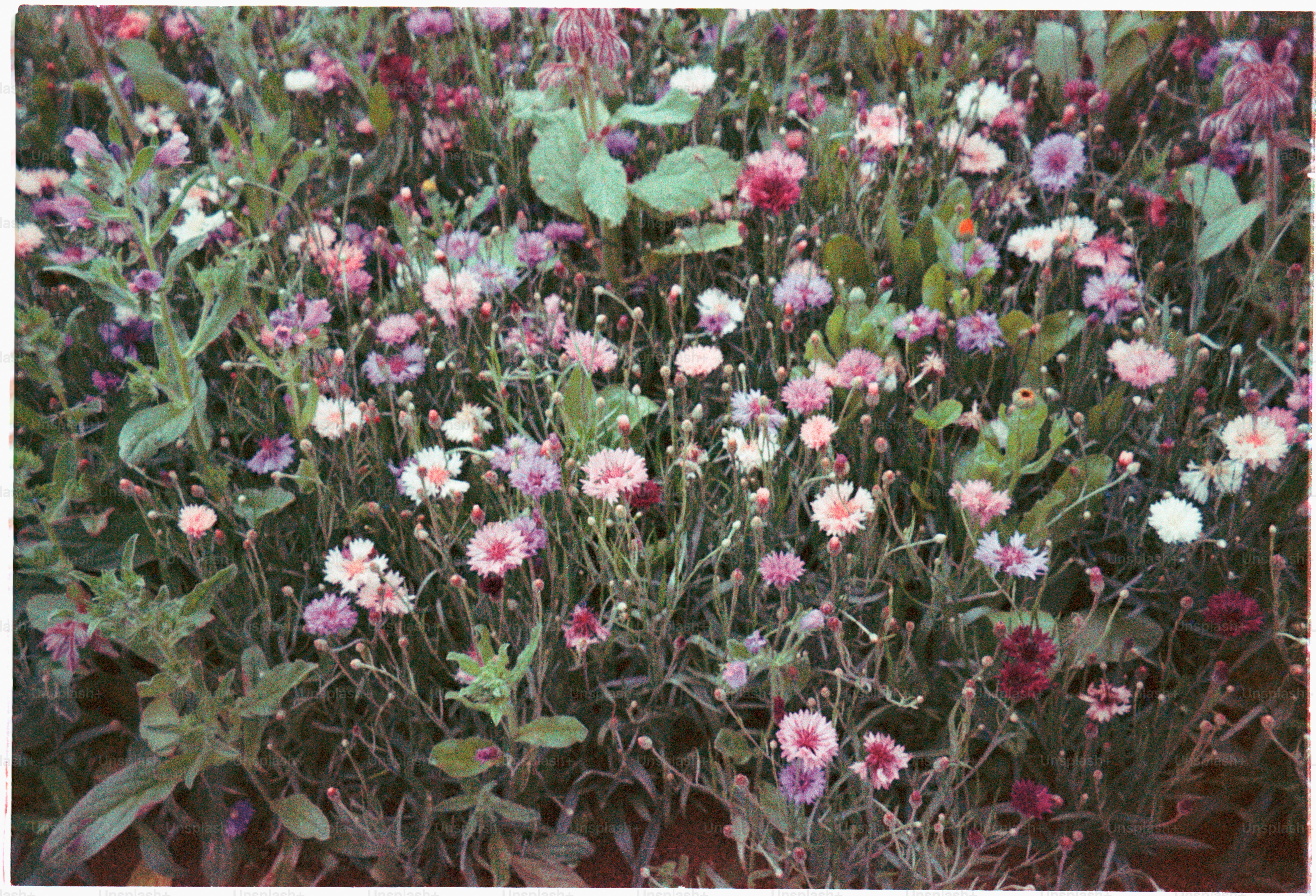 A colorful patch of delicate flowers.