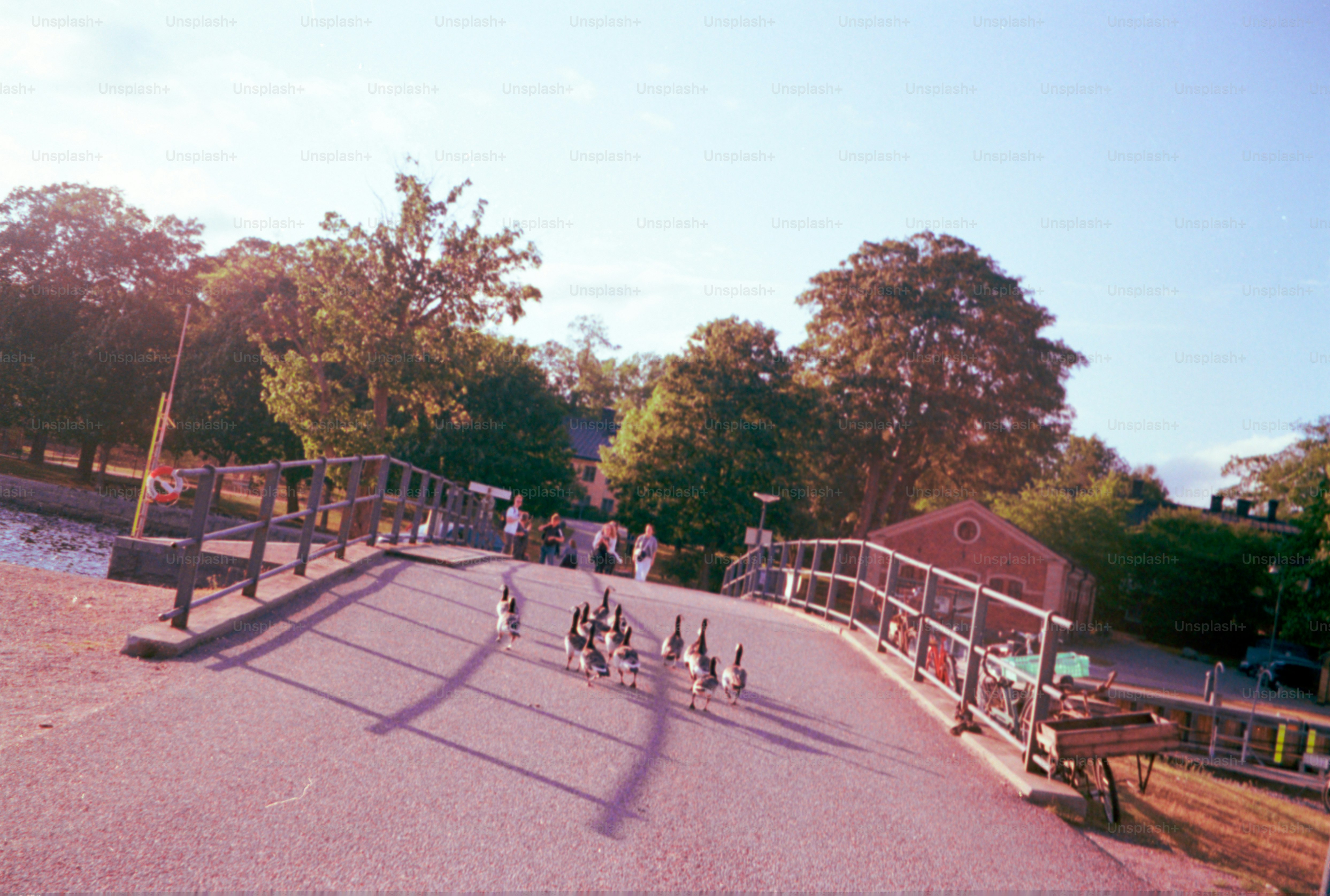 Geese cross a bridge with people and trees nearby.