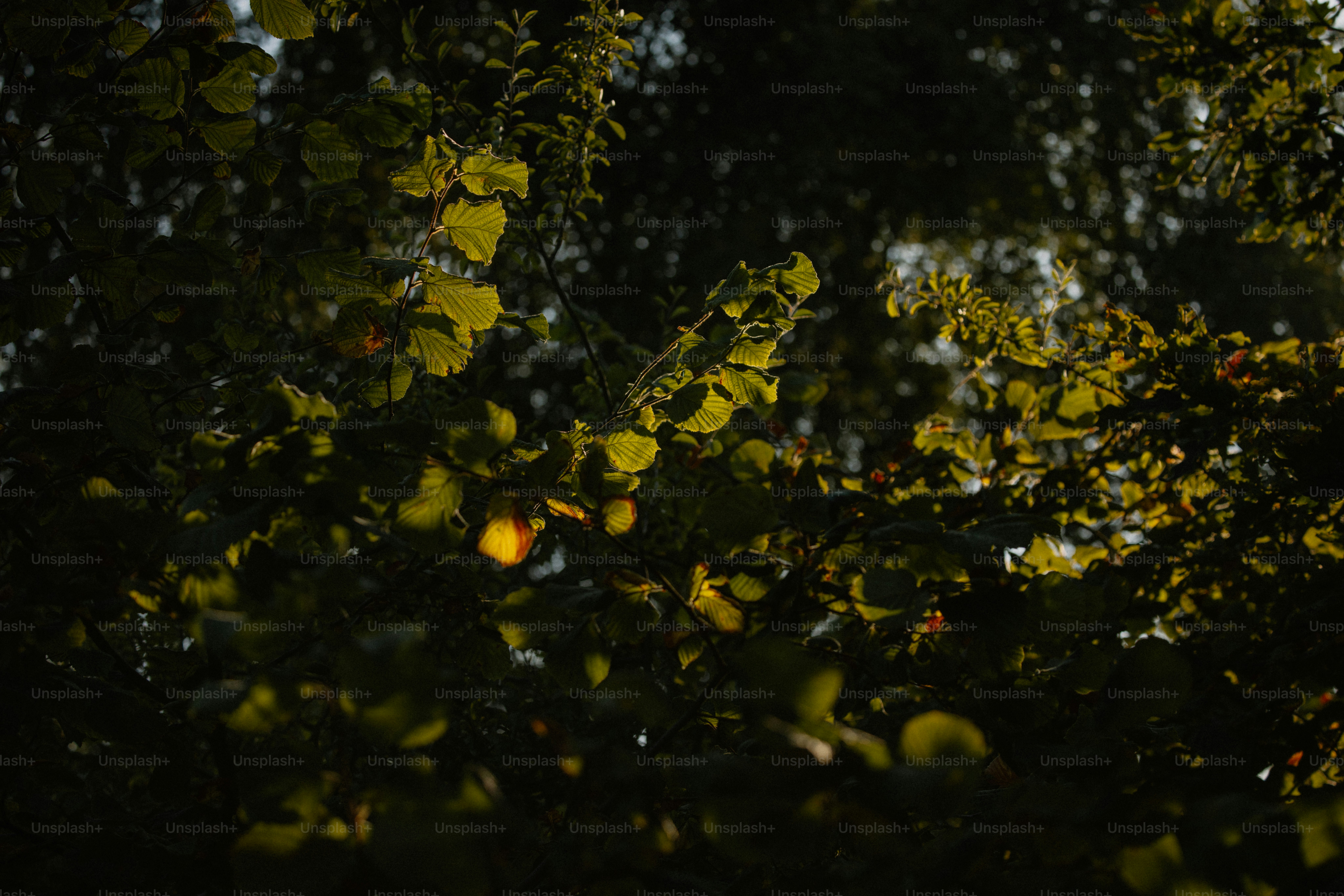 Leaves and sunlight filtered through branches.