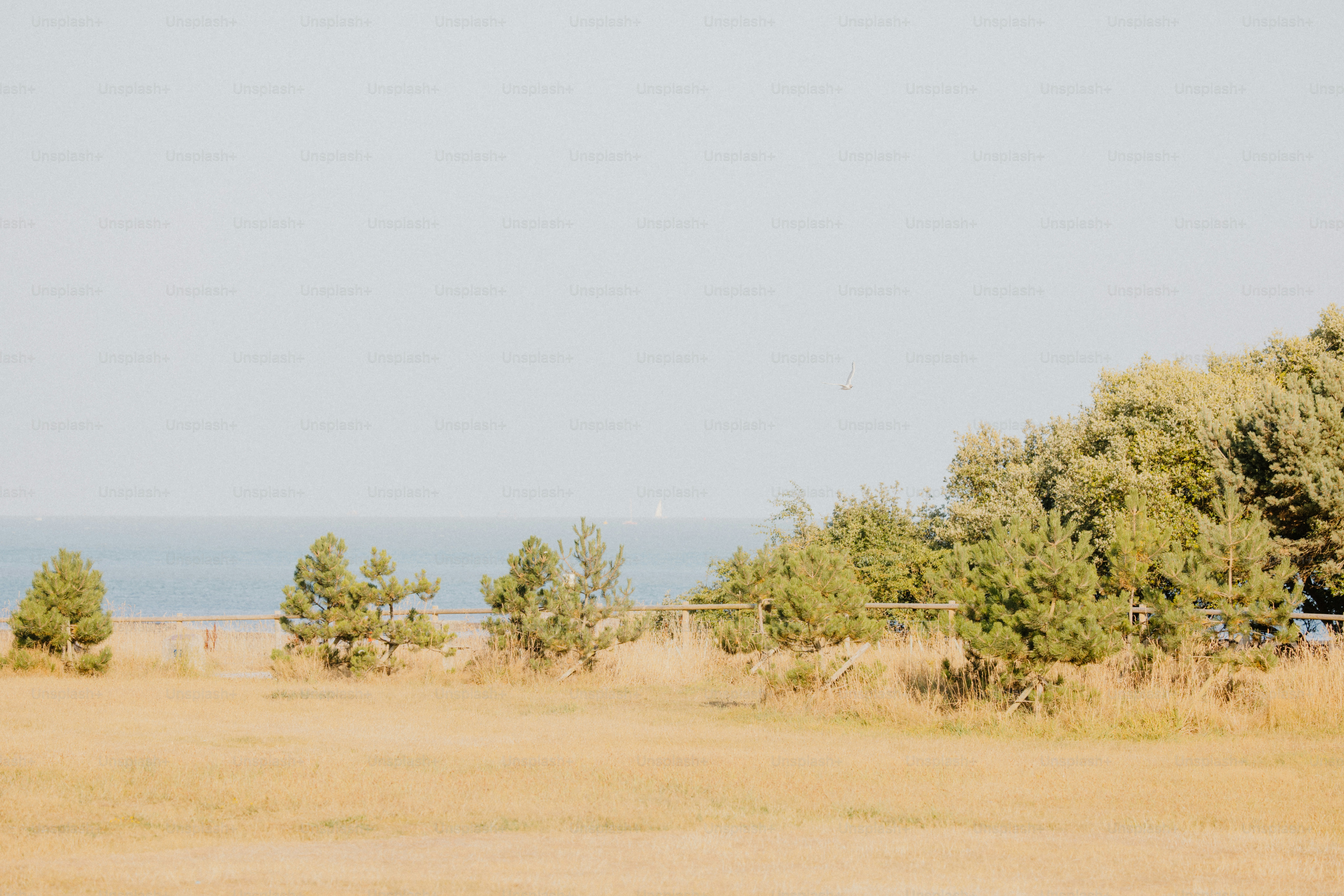 Trees and grassy field meet the ocean's horizon.