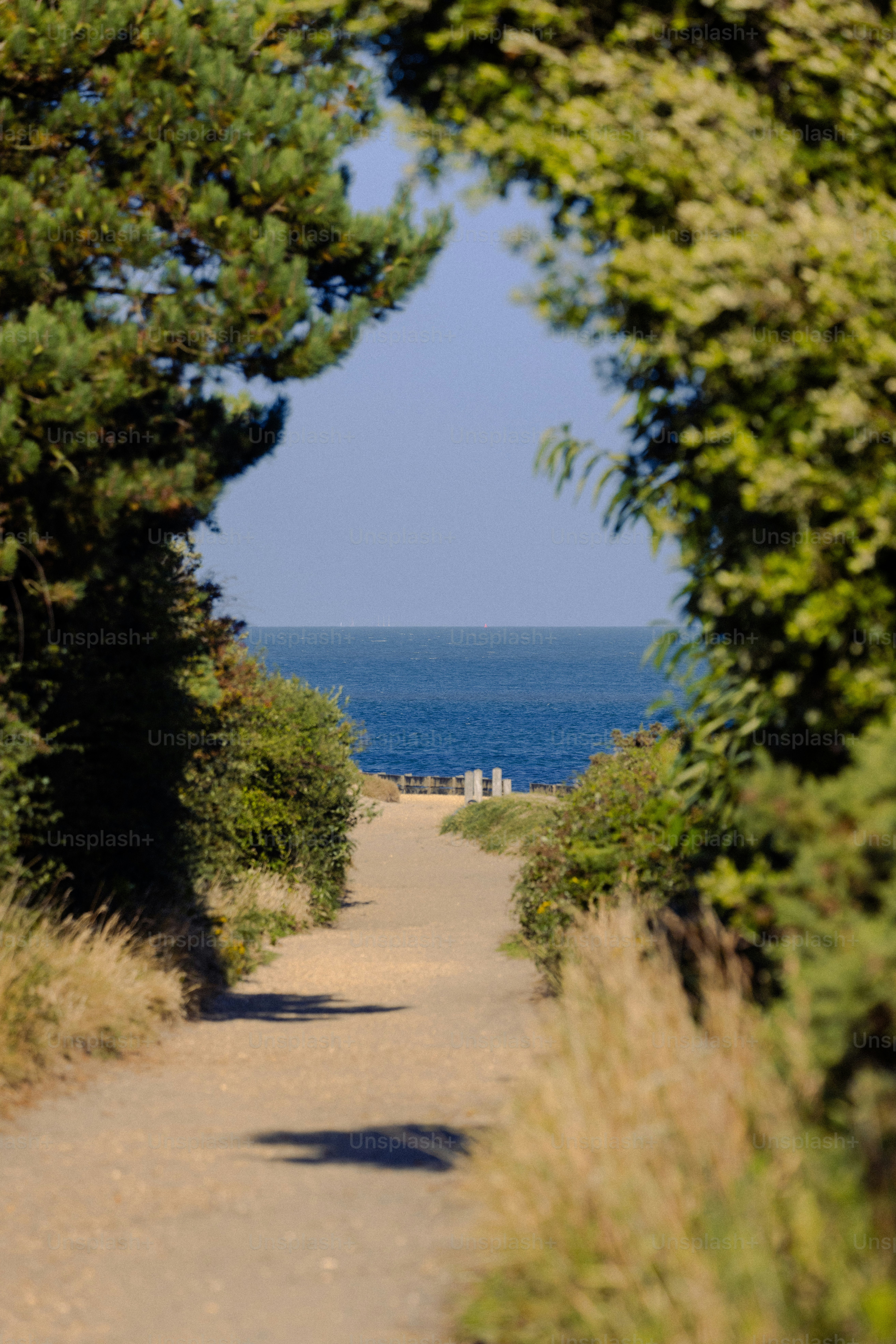 Path leads to the ocean framed by trees.