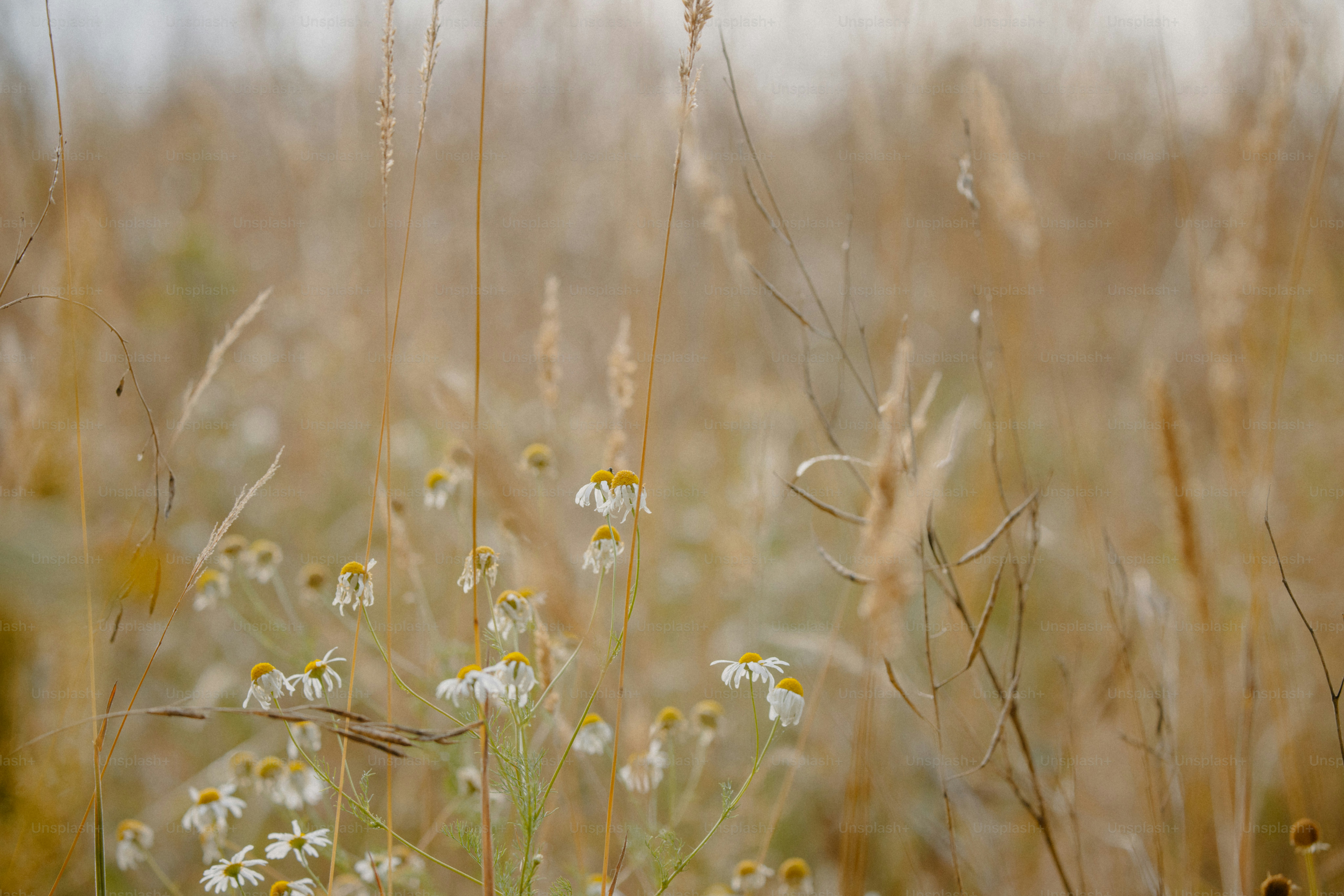 Grasses and flowers sway gently in the field.