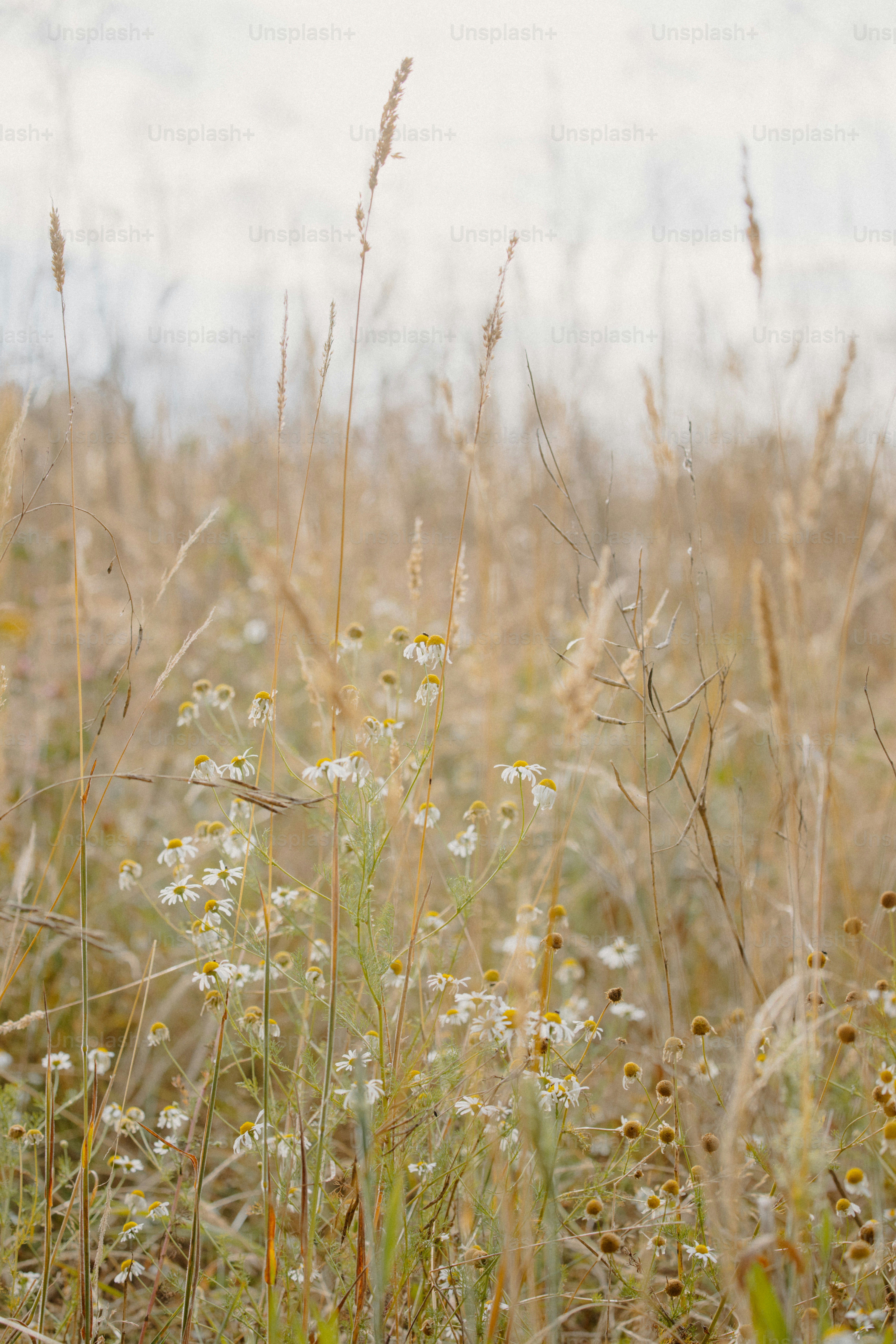 Wildflowers and grasses sway in a golden field.