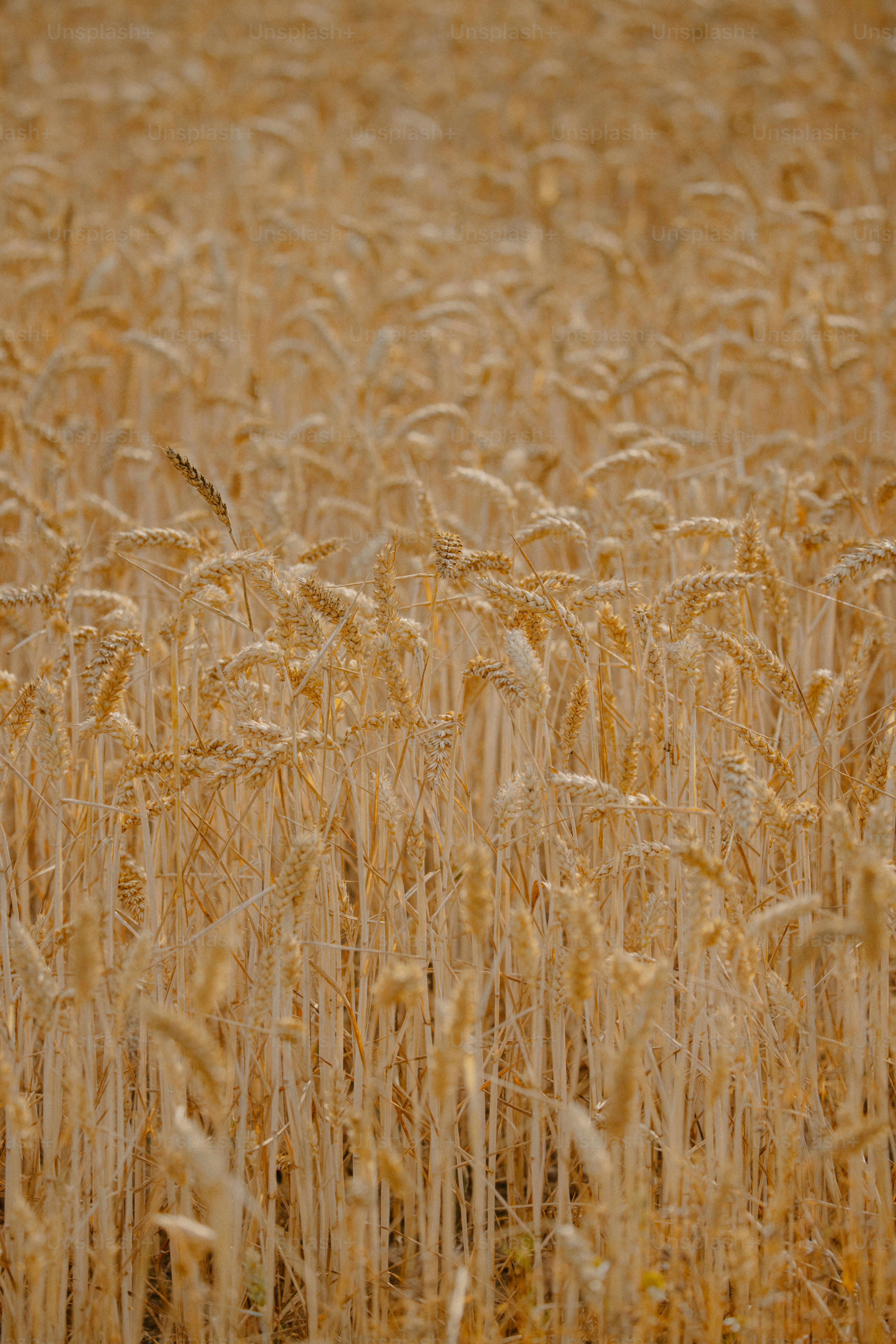 Weizenfeld bereit für die Ernte im Sonnenlicht.