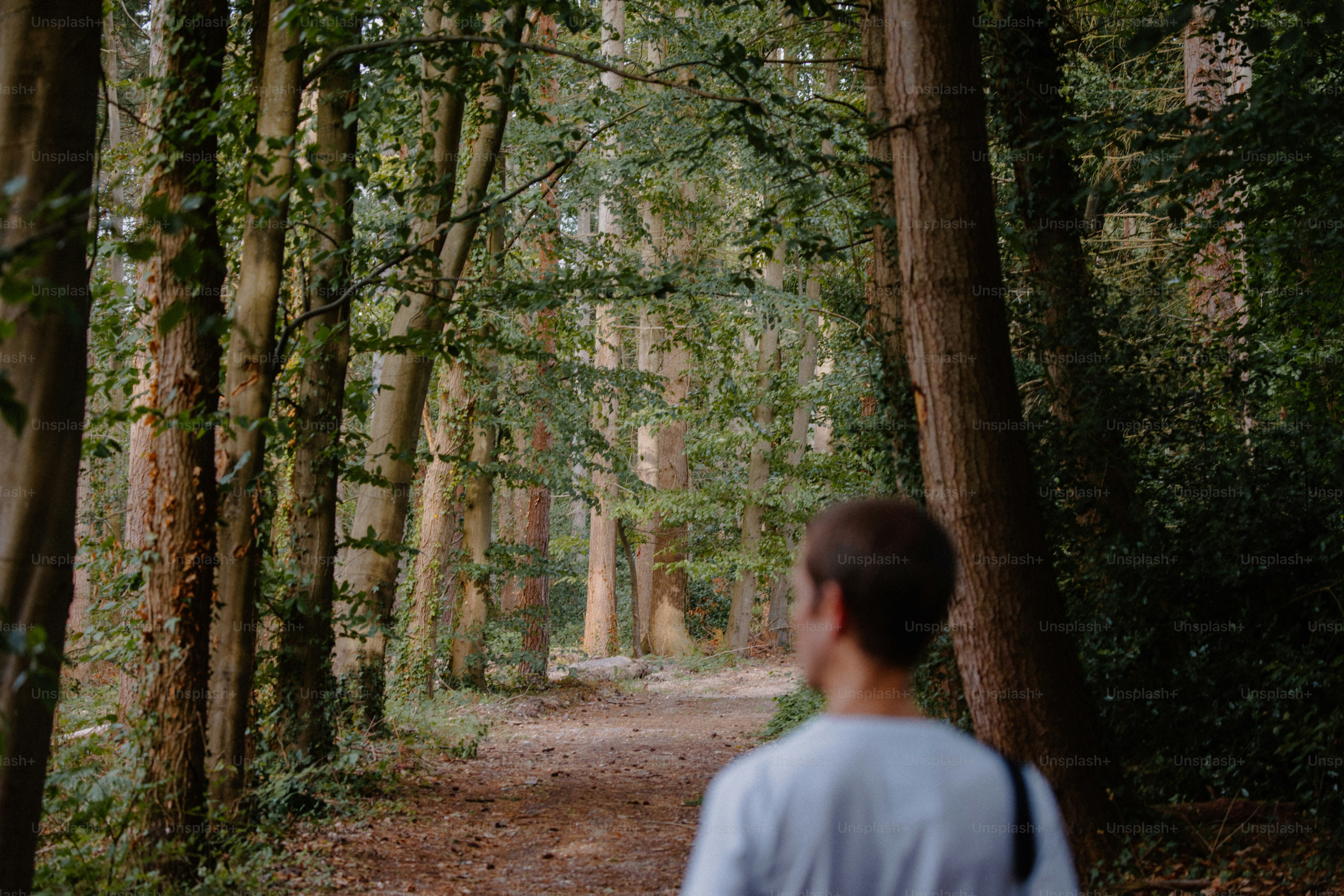 Homem caminha por um caminho exuberante e verde na floresta. foto – Imagem  sobre Floresta na Unsplash, image size:3000x2001