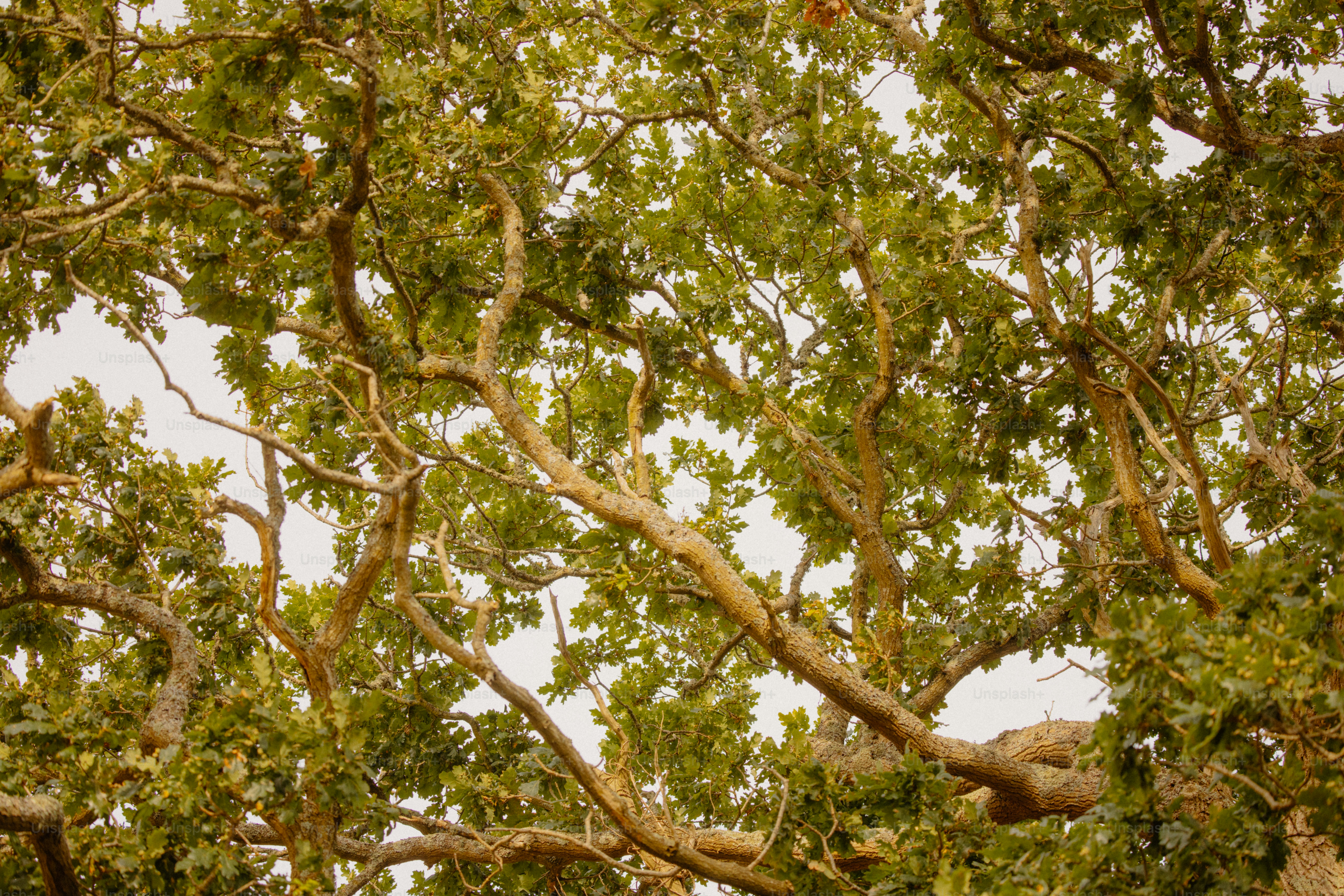 Branches and leaves of a tree fill the frame.