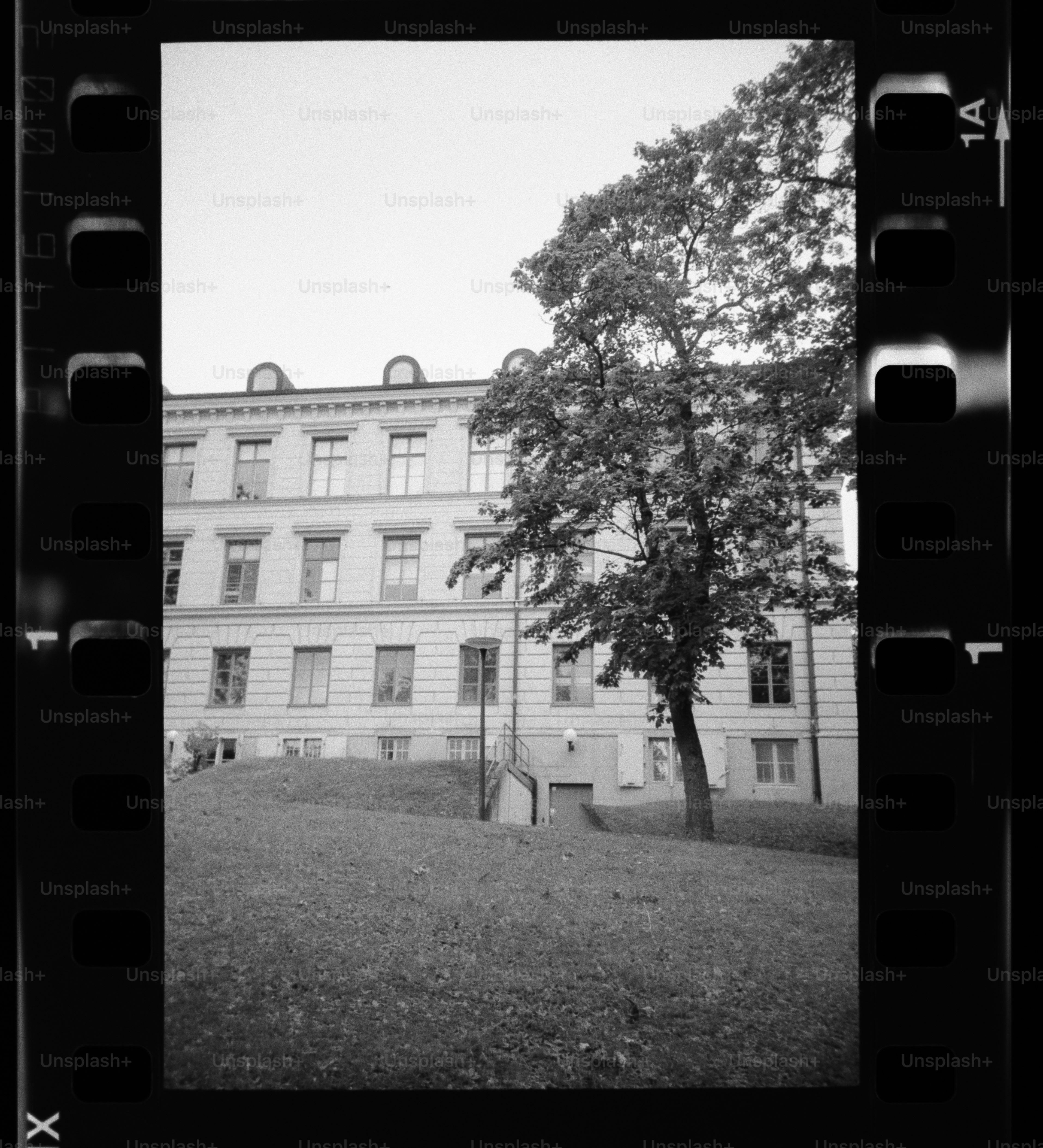Un albero e un edificio visti in bianco e nero.