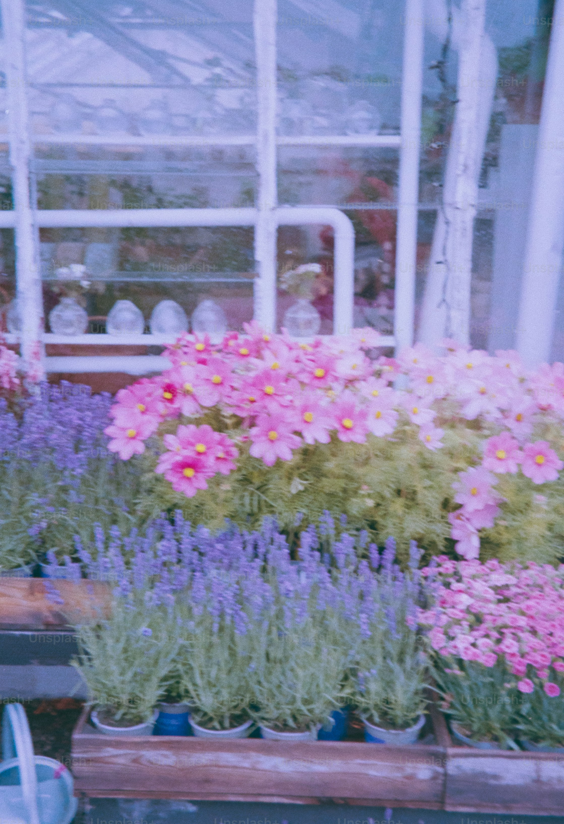 Flowers fill the film strips with vibrant colors. photo – Flower Image ...
