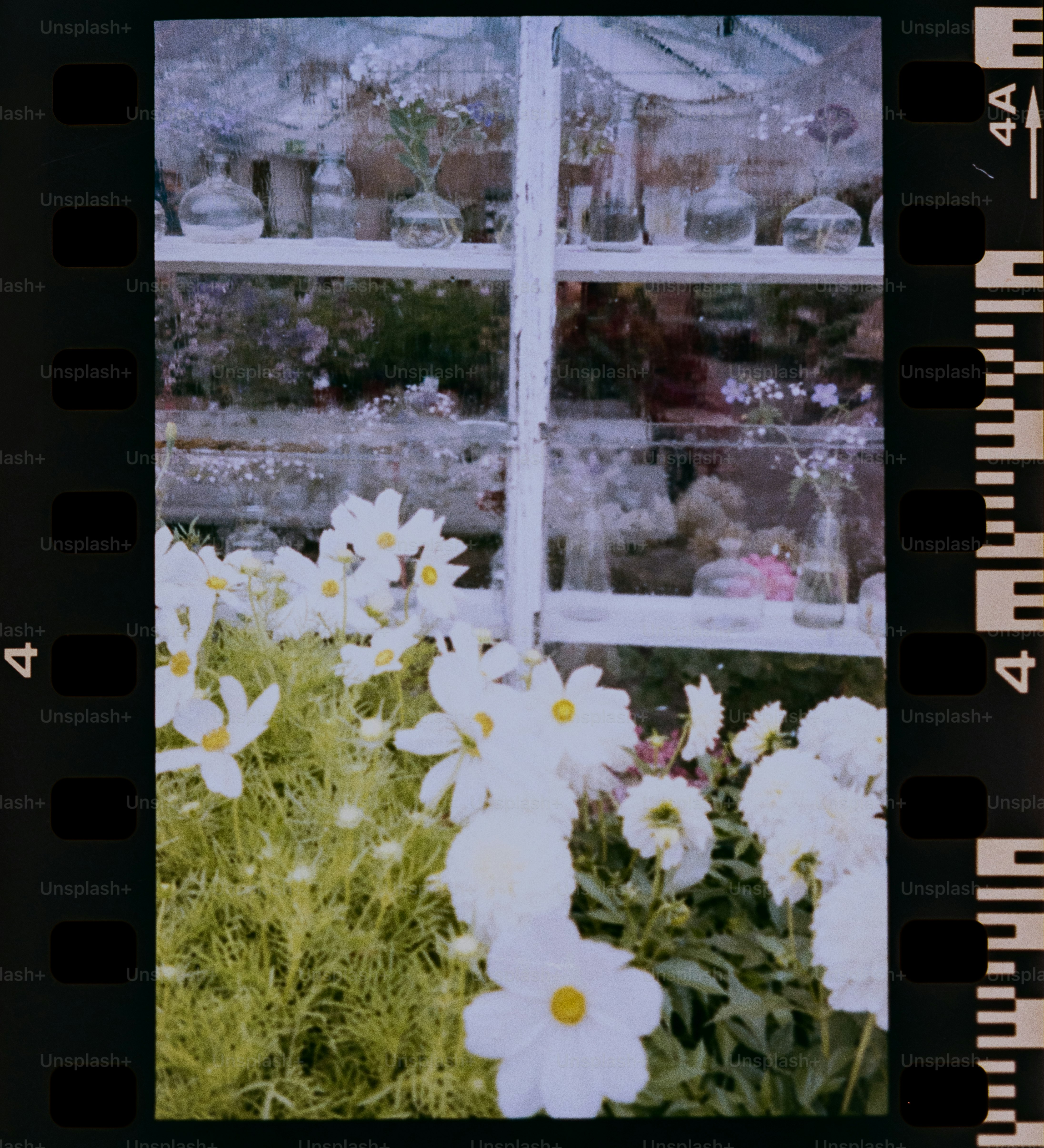 White flowers bloom near a window.